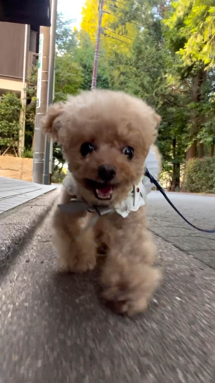 toshiyaotsuboのインスタグラム：「リロの誕生日、沢山のコメントありがとうございました🐶🙇‍♂️ 10歳も元気に過ごしてもらえる様に、僕らも精一杯可愛がります☺️ ちなみに今回の動画、必死に撮ってる僕がお店の窓に映り込んでます😂😂 #プードル#トイプードル#ティーカッププードル#犬#poodle#teacuppoodle#toypoodle#dog#dogstagram#instadog#푸들#caniche#Pudel#貴婦狗#animalsco」