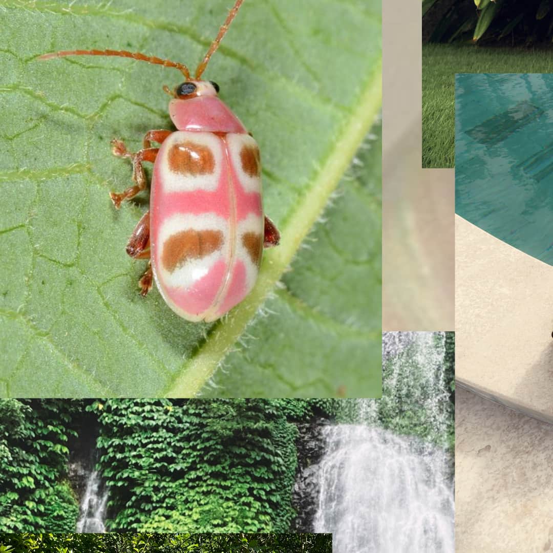ステートオブジョージアのインスタグラム：「We don’t know what bug this is but we do know that we definitely like this bug.」