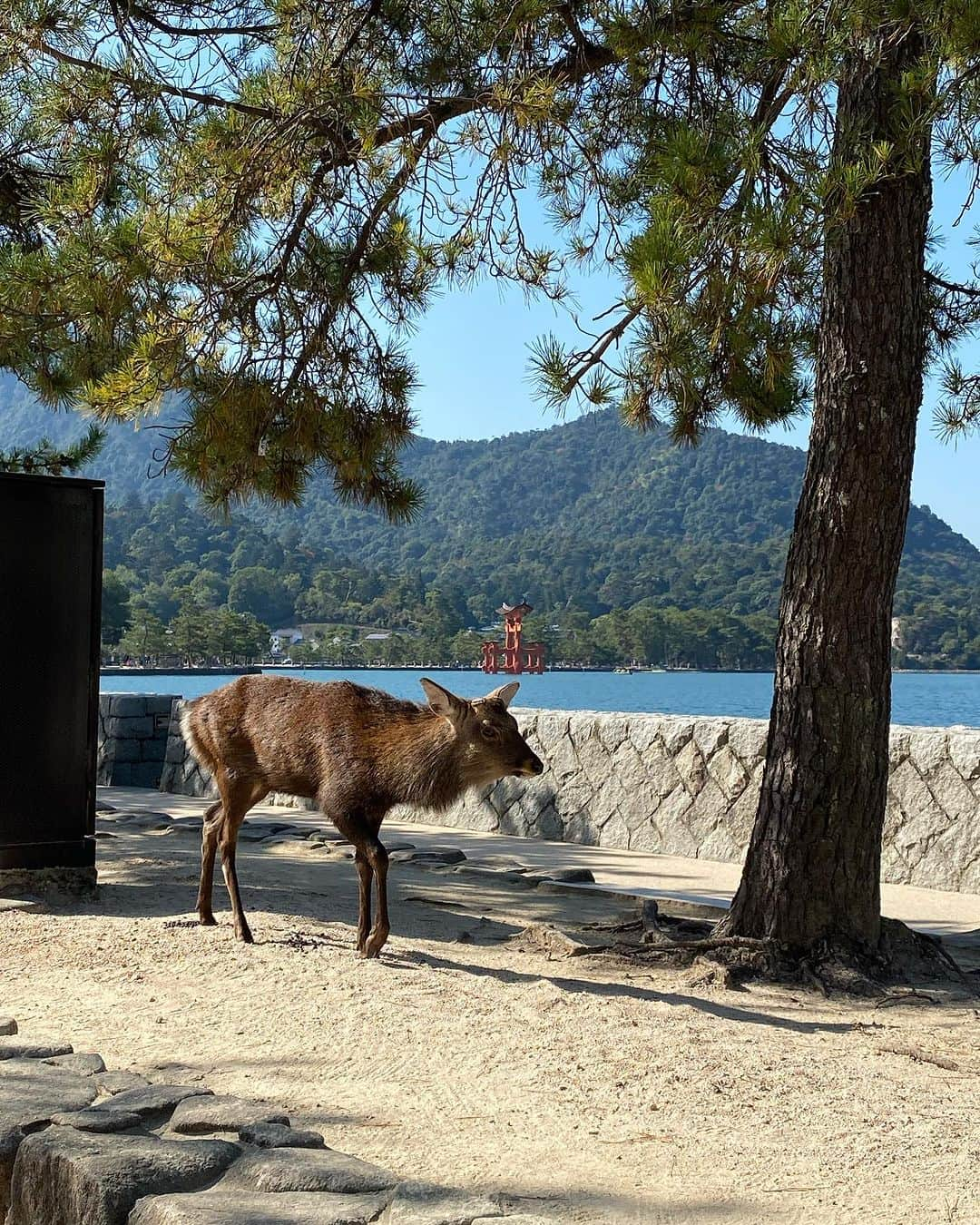 天沼知恵子さんのインスタグラム写真 - (天沼知恵子Instagram)「厳島神社⛩️ 1日参りが出来ました！ 11/1 11:11たぶん11秒🤣  見えない力も頂いて選手にパワー充電🔋して戻ります！！ 戻ってTOTO予定です！  もしかしたらセッティングに関わるかもしれないので古巣のキーパーさんと話してみたくて自主的にいってきます。 その立場になって出来なかったら困るのは自分ですから^_^ 出来る事から勉強📚してみます！  #厳島神社  #広島 #福山 #浄化  #パワースポット  #気を鎮める」11月1日 13時26分 - amanuma_chan.impact_a_body