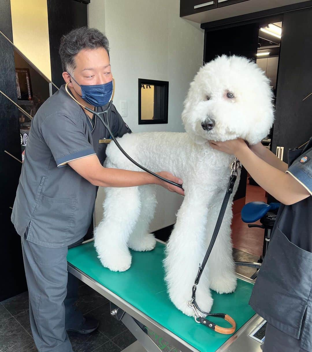 たまねぎさんのインスタグラム写真 - (たまねぎInstagram)「. . 今日は犬の日。 愛犬が健康で笑顔の毎日を過ごせますように。 愛犬とずっと一緒にいれますように。  人もそうですがわんこも同じで、症状が現れてから病院に行くでなく、健康な時から動物病院で健康診断を受けることによって、病気の早期発見と早期治療へとつながるのではないかと思います。 しろくろたちも定期的に検診を受けさせています。 私も健診で乳がんを早期発見することができ、今こうして元気に生きることができています。  今年もしろくろたち、TeamHOPEアンバサダーを務めさせていただくことになり、先日、DOG＆CAT HOSPITAL GALFAR様 @galfar112 で『TeamHOPE健康診断』をしてきました。 Team HOPE 健診は、病気の早期発見のために、必要最低限の診断項目(8 項目)を設定しているので安心です。  フリスビーをしているので、関節が少し心配だったので、隅々見ていただき、ホッとしました。  今回はアンバサダーということで特別にレントゲン室を見せていただきました。 モニターを見ながら丁寧にレントゲンを撮ってくださっていました。  わんこに優しく話しかけながら健診してくださったり、健診後の説明も丁寧でとてもわかりやすかったです。  後日、結果報告書が届きました。 結果は、全て異常なしでした＾＾ よかった！！！  健診の様子を詳しくブログに書きました。 興味のある方はぜひ！ くろとしろくろで検索するか、プロフィール欄のURLからお願いします。  ーーーーーーーーーー TeamHOPE健康診断。 昨年までは10月の1ヶ月間のみでしたが、今年は期間を10～11月の2カ月間に延長！ キャンペーン参加病院で Team HOPE 健診を受診すると、フードサンプルプレゼントも貰えます。 詳細とキャンペーン参加病院検索はTeamHOPEのHPから確認できます。 この機会に是非、TeamHOPE健康診断を受けてみませんか？  @teamhope_f  #スタンダードプードル #犬との暮らし #TeamHOPE #TeamHOPE健康診断 #犬の健康診断 #pr」11月1日 13時38分 - tamanegi.qoo.riku