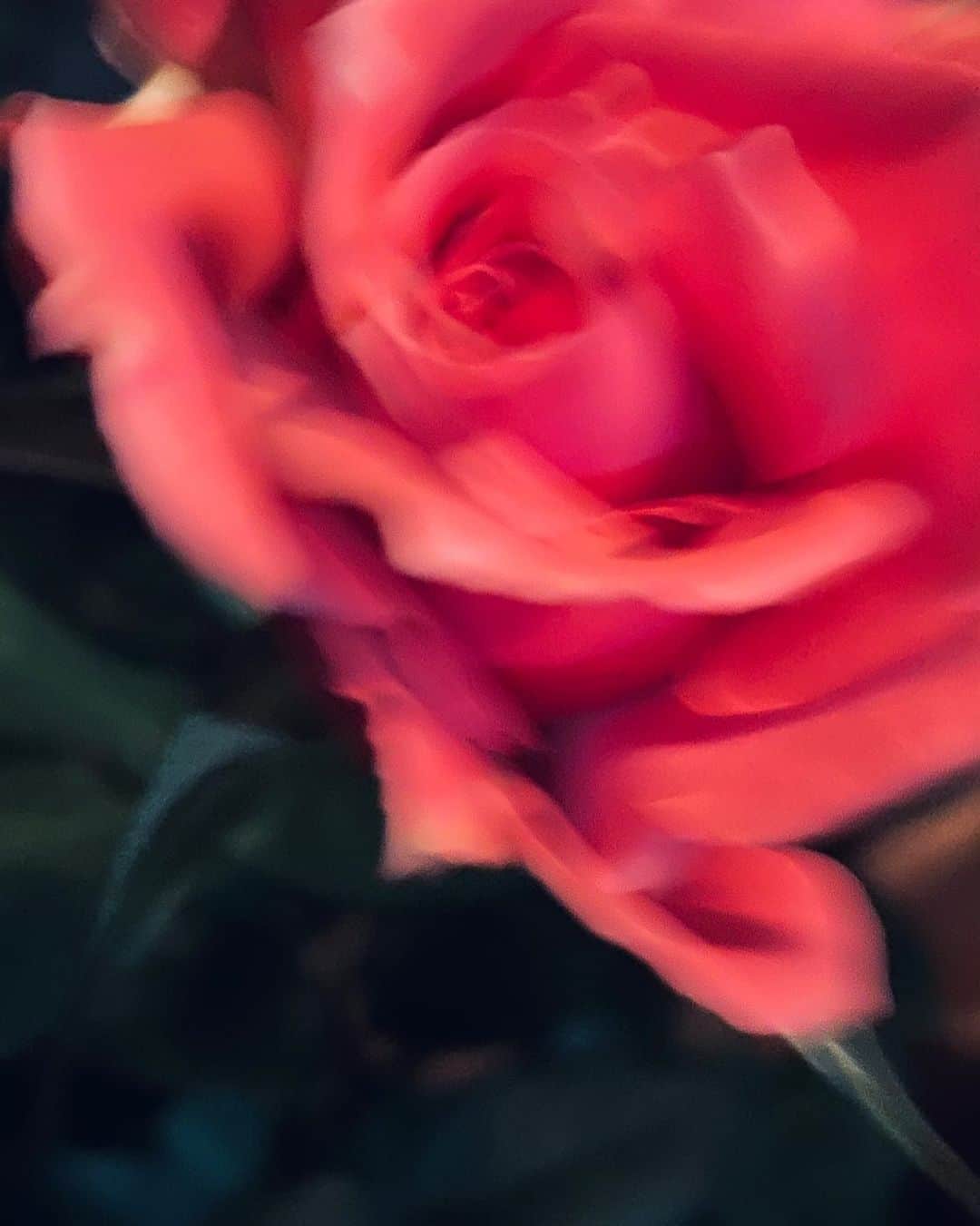 佐藤奈々子のインスタグラム：「November Rose 1/11/2023」