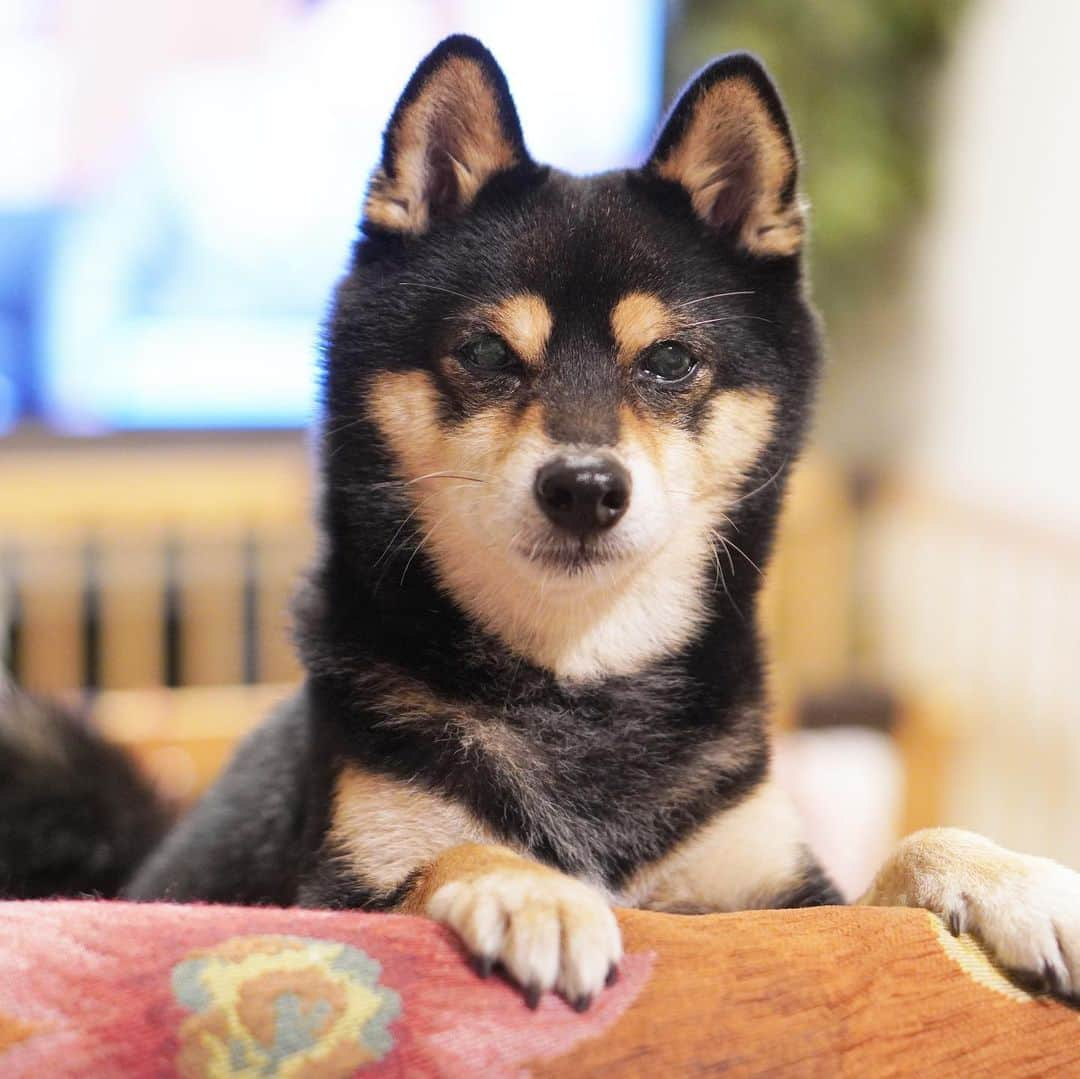 黒豆柴こむぎさんのインスタグラム写真 - (黒豆柴こむぎInstagram)「11月1日は、犬の日🐕ついでにパパちんとママちんの結婚記念日💒 そんな今日、ボク「黒豆柴こむぎ」のブロマイドが全国のコンビニで販売開始になったよ。ママちんセレクトの10枚の写真がランダムで出てくるよ。詳細は、ストーリーズ、ハイライト、2枚目(動画です😅)を見てね。2023.11.01  ⭐･*･✩･*･⭐･*･✩･*･⭐･*･✩･*･⭐ ボクのLINE公式アカウントが出来たよ。 ボクとお友だちになって、以下の メッセージを送ってみてね。お返事するよ😘 「こむぎくん」「おはよう」「こんにちは」 「おやすみ」「おしくらまんじゅう」 「変顔して」「こんばんは」「ただいま」 「遊ぼう」「本性見せて」  https://lin.ee/qCJvtxa ハイライト、プロフィールからも飛べます❣️ ⭐･*･✩･*･⭐･*･✩･*･⭐･*･✩･*･⭐  #犬の日ブロマイド #eプリントサービス #黒豆柴こむぎ #黒豆柴 #豆柴 #黒柴 #eプリントサービス #柴犬 #柴 #まめしば #しばいぬ #しば #mameshiba #kuroshiba #shibainu #shiba #shibalove #shibalovers #shibastagram #shiba_snap #shibasofinstagram #ふわもこ部 #pecoいぬ部 #いぬら部 #proudshibas #thedailyshibainu #ここ柴部 #いぬのきもち #todayswanko #9gagpets #柴スケッチ」11月1日 23時51分 - komugi_1207