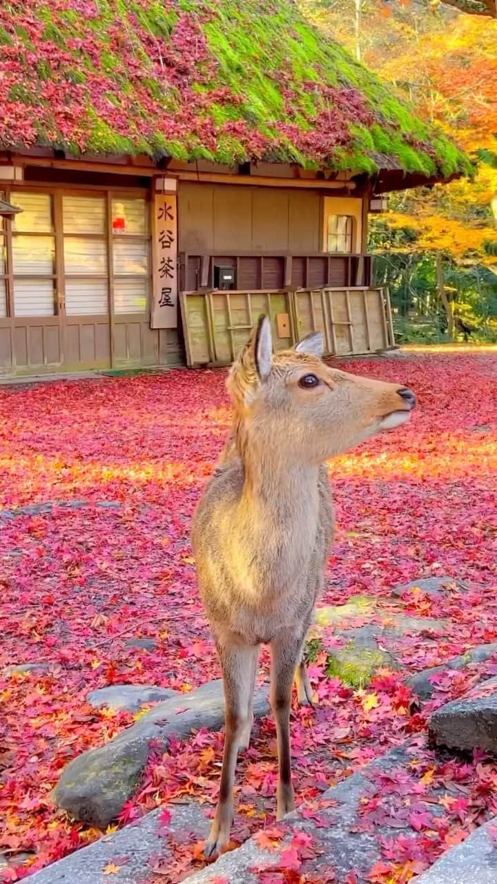 Wonderful Placesのインスタグラム：「Nara Park in Japan by @1min.traveller 🥰🍁 . Nara Park is a famous public park located in Nara, Japan. It is known for its picturesque scenery, historic landmarks, and the large population of free-roaming deer that are considered sacred and protected. Visitors can enjoy the beautiful natural surroundings, feed the deer, and explore the nearby temples and attractions.  Nara Park is exceptional beautiful during fall season.  Best time to visit is in late November and early December. Tag who you’d go with! 😍🙌🏼 . 📹 ✨@1min.traveller✨ 📍Nara Park, Nara Prefecture - Japan 🇯🇵  #wonderful_places for a feature ♥️」