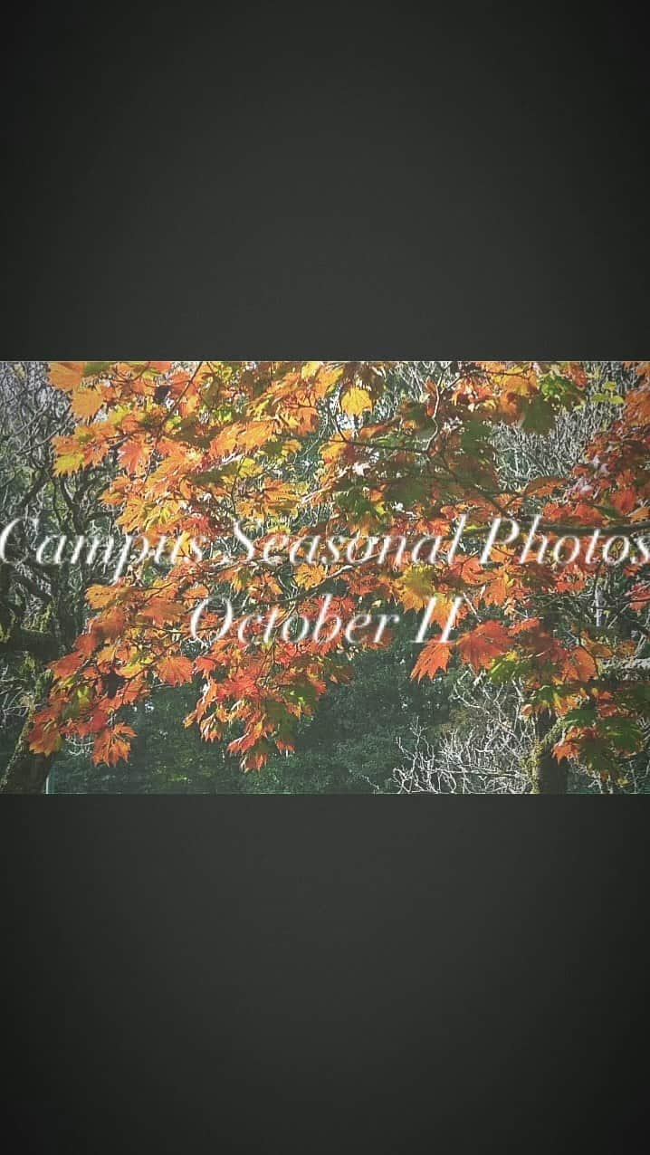 Soka Universityのインスタグラム：「📸 Campus Seasonal Photos🍁 Nature photos of the campus. #discoversoka #sodaigram #sodaipictures #sokauniversity #創価大学 #hachioji #八王子 #tokyo #東京 #campus #キャンパス #university #大学 #students #学生 #nature #自然 #fourseasons #四季 #environment #環境」