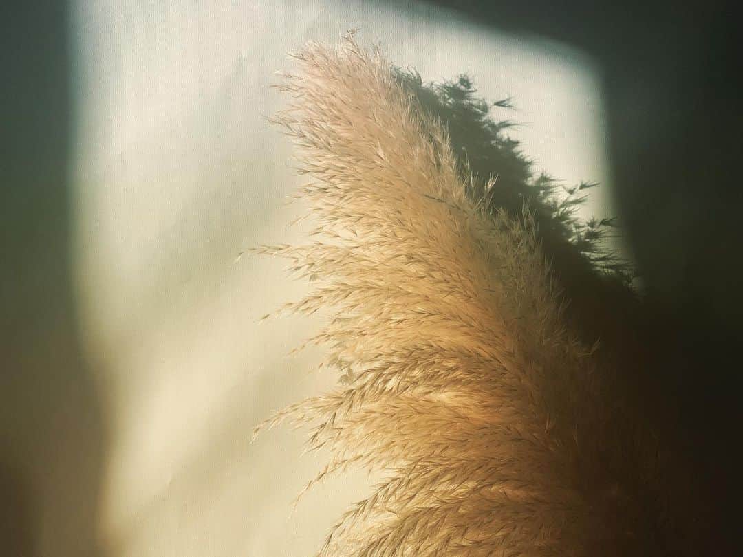 髙尾勇次さんのインスタグラム写真 - (髙尾勇次Instagram)「涼しくなって、植物が長生きする季節で嬉しい限りです。 うちのパンパスグラスも衰えずに秋を感じさせてくれていますねえ。  とまあ、今年は初挑戦で筋子からいくらの醤油漬けを作ろうと思ったのにいつの間にか見かけなくなって悲しく。  あ、道端に落ちている銀杏から、あの我々が口にする銀杏ってとれるのかしら。」11月1日 16時05分 - takaoyuji