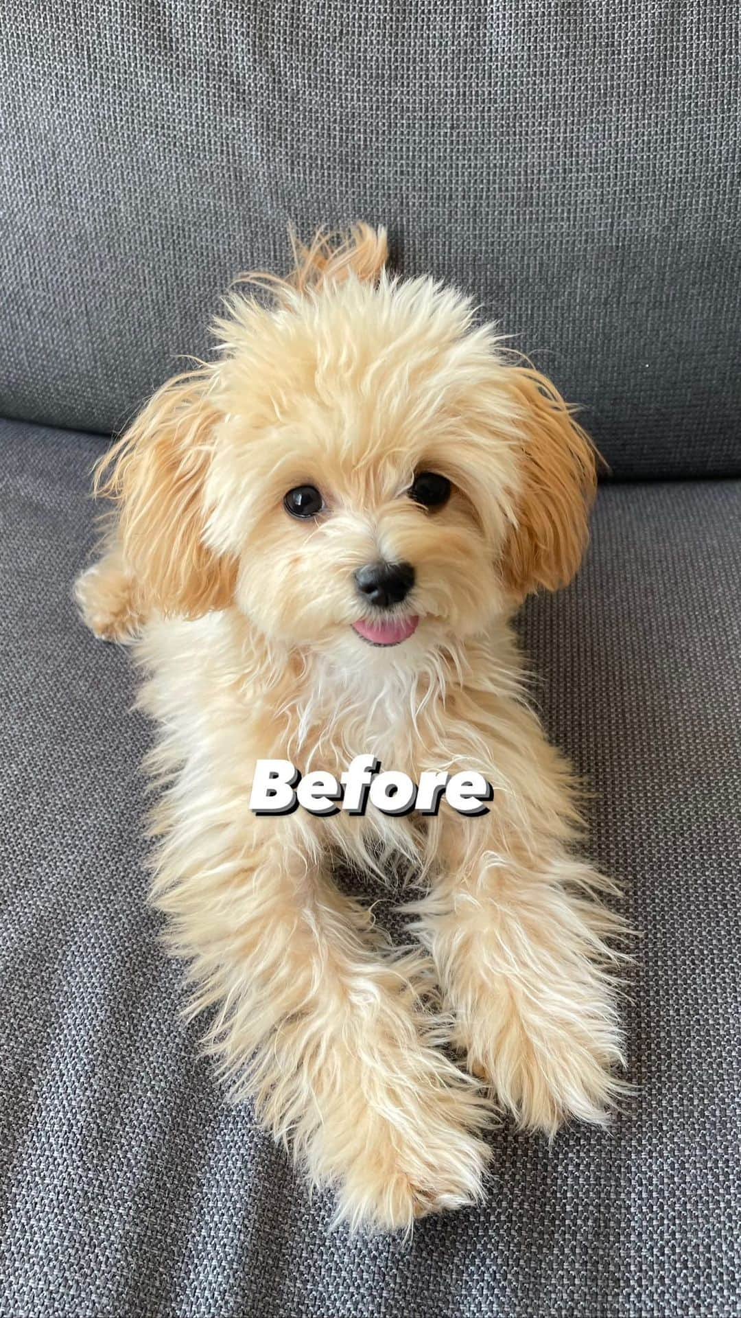 かなのインスタグラム：「おもちたんトリミング🐶✂︎✨ ． トリマーのお姉さん大好きすぎて 一目散に目掛けていくよ🤣💕 ． 我が家でもbefore↔️after どっちが好きか分かれるの〜🥹🫶🏻 みんなはどっち派？🐶 ． ． #マルプー#ビフォアフ#マルチーズ#トイプードル#mix犬#生後6ヶ月トリミング#トリミング動画#dog#dogstagram#말티푸#멍스타그램#강아지#maltipoo#puppy#poodle#maltese#beforeandafter」