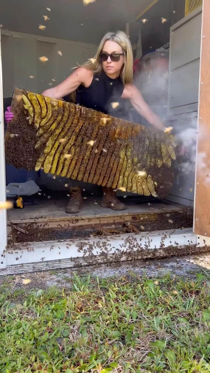 Earth Picsのインスタグラム：「🐝🐝 @howsyourdayhoney - Have you ever seen a bee removal? This is the coolest thing ever. 🐝🐝」
