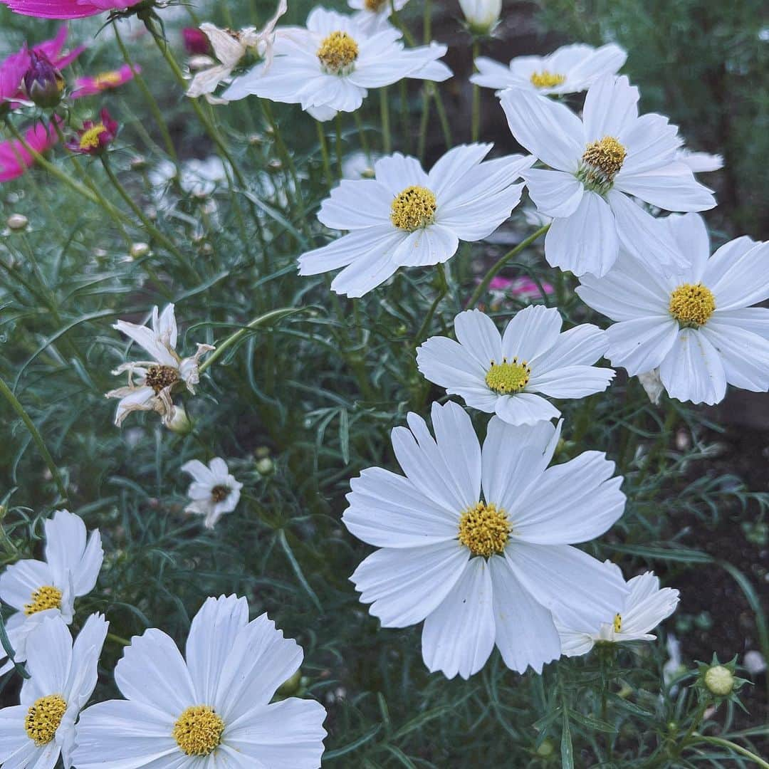 桜野羽咲さんのインスタグラム写真 - (桜野羽咲Instagram)「🌿 ⁡ ⁡ ⁡ 自然吸い ⁡ ⁡ ⁡ ⁡ ⁡ ┈ ┈ ┈ ┈ ┈ ┈ ┈ ┈ ┈ ┈ ⁡ ■生誕ワンマンライブ ⁡ 2024年1月20日(土)  18:00 開場 / 18:30 開演 at Spotify O-nest ⁡ 桜野羽咲生誕記念ワンマンライブ 「羽咲中毒 - SONG EATER -」開催 ⁡ ⁡ “ 歌喰い ” ⁡ この想い 一つで生きていける それくらいの輝きだ なにも見えなくするくらいの ⁡ それこそ呪いだ ⁡ 🏷️#おめでとうーちゃん2024 ⁡ ┈ ┈ ┈ ┈ ┈ ┈ ┈ ┈ ┈ ┈ ⁡ ■ライブ/イベント情報 ⁡ ○ 11/3(金) at Veats Shibuya  「突然ブンカ祭！！」 🎫tiget.net/events/279796 🔗arcana-project.com/contents/686384 ⁡ ○11/4(土) at Spotify O-nest 「#dotyellfes PREMIUM vol.2」 🎫 t.livepocket.jp/e/premium_2_2 ⁡ ○11/5(日) at Spotify O-nest 「ARCANA PROJECT FANMEETING LIVE Vol.13」 🎫 https://arcana-project.com/contents/678824 ⁡ ○ 11/20(月) at Spotify O-Crest 　桜野羽咲ソロ出演 「草野華余子 presents "with mutual feelings"」振替公演 この日のためだけの書き下ろしソロ曲を作っていただきます。✨ 🎫https://eplus.jp/sf/detail/3340420002 ⁡ ○ 11/22(水) at 高円寺HIGH 「ACE of CUPS vol.8」 🎫 https://dearstage.zaiko.io/ja/item/360490 ⁡ ○ 11/23(木祝) at秋葉原ディアステージ 「#アルカナラーメン部」 ディアステ飯店 歓迎光臨 vol.6  🎫 https://t.livepocket.jp/e/n_8po ⁡ ⁡ ┈ ┈ ┈ ┈ ┈ ┈ ┈ ┈ ┈ ┈」11月1日 16時36分 - sakuranousa