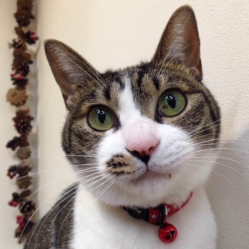 ?りっこ?さんのインスタグラム写真 - (?りっこ?Instagram)「＊ ＊ 🐈‍⬛ Usako 🐈‍⬛  皆さま♡  今月も よろしく お願いします🙇🏼‍♀️  年賀状の販売だとか 早いですね！ 直ぐに クリスマスとかに なりそうな勢いです…   ( ˃̶̤̀◡˂̶̤́ ) ⋆｡˚ ＊ ＊ #うさこ　#usako #cute #cutecat #猫 #cat  #cats_of_instagram  #TheDailyKitten  #cats_of_world #balousfriends  #catloversclub  #cat_features #catstocker #themeowlife  #sweetcatstime  #thedailykitten #cats_of_instworld #IGersJP #happypetclub #bestmeow #保護猫 #catsfollowers  #pleasantcats  #catsofday #happycatclub #sweetcatclub #catsnet #instacat_meows #cutieanimalspage #cutecatshow  ＊ ＊ 🌿🌿🌿🌿🌿🌿🌿🌿🌿」11月1日 16時54分 - usako_honma