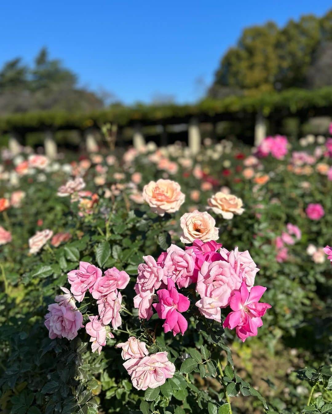 近藤夏子さんのインスタグラム写真 - (近藤夏子Instagram)「.    #ひるおび中継 神代植物公園で行われている 秋バラフェスタ🌹 　  秋のバラは春に比べて香りも強く、鮮やかなんだそう。 幸せなバラの香りに包まれながら 晴天の中、中継ができました💗 　 　 たくさんの方がカメラを持ってバラを見にきていました😊  中継を見ていた祖母から連れて行って〜と連絡が来たので 一緒に行きたいと思います✨ 　 　 . #神代植物公園 #秋バラ #バラ園」11月1日 18時03分 - kondokako0804