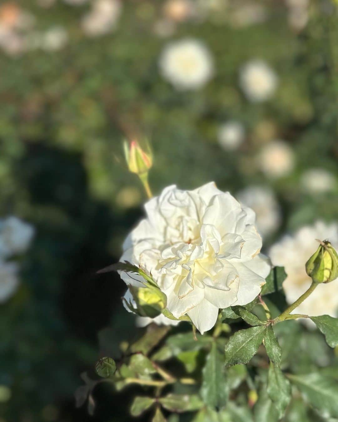 近藤夏子さんのインスタグラム写真 - (近藤夏子Instagram)「.    #ひるおび中継 神代植物公園で行われている 秋バラフェスタ🌹 　  秋のバラは春に比べて香りも強く、鮮やかなんだそう。 幸せなバラの香りに包まれながら 晴天の中、中継ができました💗 　 　 たくさんの方がカメラを持ってバラを見にきていました😊  中継を見ていた祖母から連れて行って〜と連絡が来たので 一緒に行きたいと思います✨ 　 　 . #神代植物公園 #秋バラ #バラ園」11月1日 18時03分 - kondokako0804