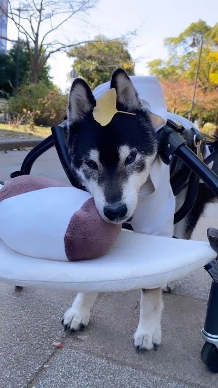 柴犬 けんしろう ゆりあのインスタグラム：「🐶❤️  今日は1日、けんちゃんの日❤️  2年前の11月、 大きなてんかん発作で1ヶ月以上 寝たきり生活だったけんちゃんが 10月に車イスで歩けるようになって 11月にはお外も一緒に歩けたんだったね🥺  #けんちゃんかわいいね #けんちゃんありがとう」
