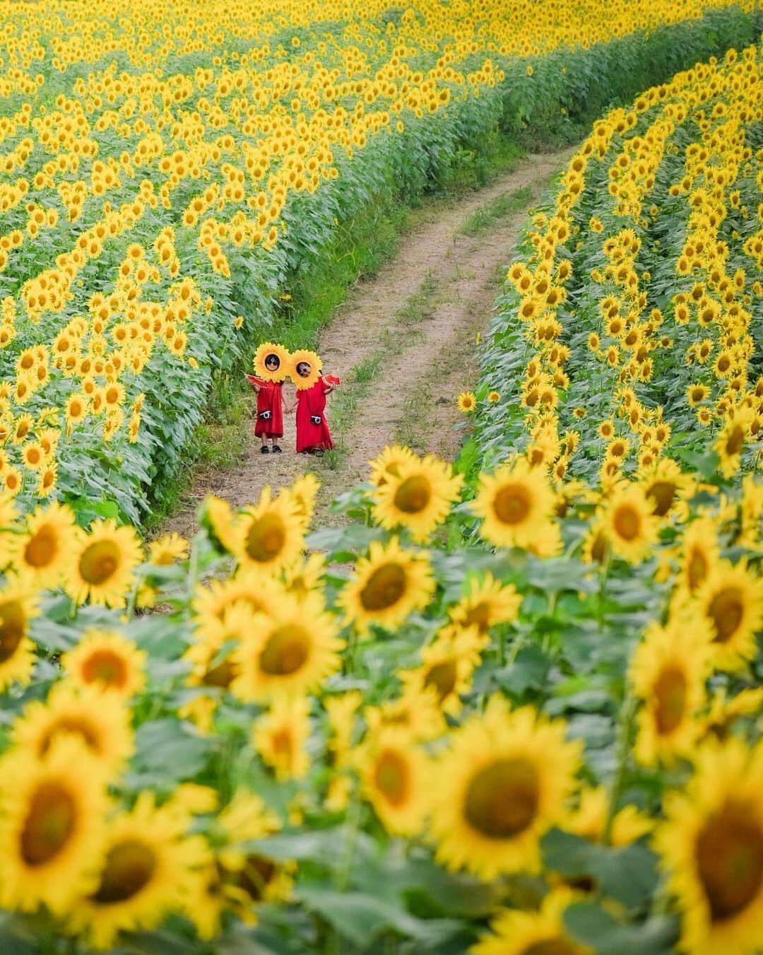 旅行メディア・じゃらん〈公式〉のインスタグラム：「🎊フォトコンテスト結果発表🎊 . 2023年7月25日～2023年8月20日にじゃらん公式Instagram(@jalan_net)にて開催された「夏絶景 2023」フォトコンテストの受賞者を発表します。 ご応募いただいたみなさま、本当にありがとうございました。 . . ━━━━━━━━━━━━━━━ 📌１枚目 ＜最優秀賞＞満開の笑顔で賞 @gm_2525o ［選定コメント］一面に咲き誇る満開のひまわりは、見るだけで明るい気持ちにさせてくれます。思わず笑顔がこぼれるような、夏の思い出を彩る1枚です。 [ロケーション] 宮城県 ひまわりの丘 . 📌２枚目 ＜優秀賞＞夏の音色賞 @hrkz1989 [選定コメント]夏の風物詩といえば、青空の下に広がる風鈴。風に吹かれて奏でられる、涼やかな音色が聞こえてきそうな作品です。 [ロケーション] 山口県 琴崎八幡宮 . 📌３枚目 爽快な夏で賞 @bunta_photo_  [選定コメント] 爽快で涼し気な、夏ならではの渓谷美に目を奪われます。木漏れ日が差し込む光景からは、神々しさも感じられます。 [ロケーション] 熊本県 菊池渓谷 . 📌４枚目 夏の夜景賞 @washima12 [選定コメント] みなとみらいの夜景と色鮮やかな花火のコラボレーションが美しい1枚。ずっと眺めていたくなるような、夏を感じる大迫力の絶景です。 [ロケーション] 神奈川県 みなとみらい . 📌５枚目 これぞ夏で賞 @hiromitravel [選定コメント] 色とりどりの大輪の花火が夜空を彩ります。これぞニッポンの夏！と叫びたくなるような、感動の瞬間が切り取られた作品です。 [ロケーション] 新潟県 長岡まつり . ━━━━━━━━━━━━━━━ ※選考時点での情報です ※画像サイズの関係で一部トリミングしています。実際のお写真はぜひじゃらん本誌でご覧ください。 . . 賞の結果は、11/1発売の「じゃらん12月号（関東東北版・東海版・関西中国四国版・九州版）」に掲載中です。 ご応募いただいたみなさま、本当にありがとうございました😃 . . . . #フォトコン #フォトコンテスト #コンテスト #じゃらん #休日 #おでかけ #観光 #観光地 #観光スポット #旅行 #旅行好きな人と繋がりたい #旅行好き #カメラ女子 #カメラ男子 #写真好きな人と繋がりたい #ファインダー越しの私の世界」