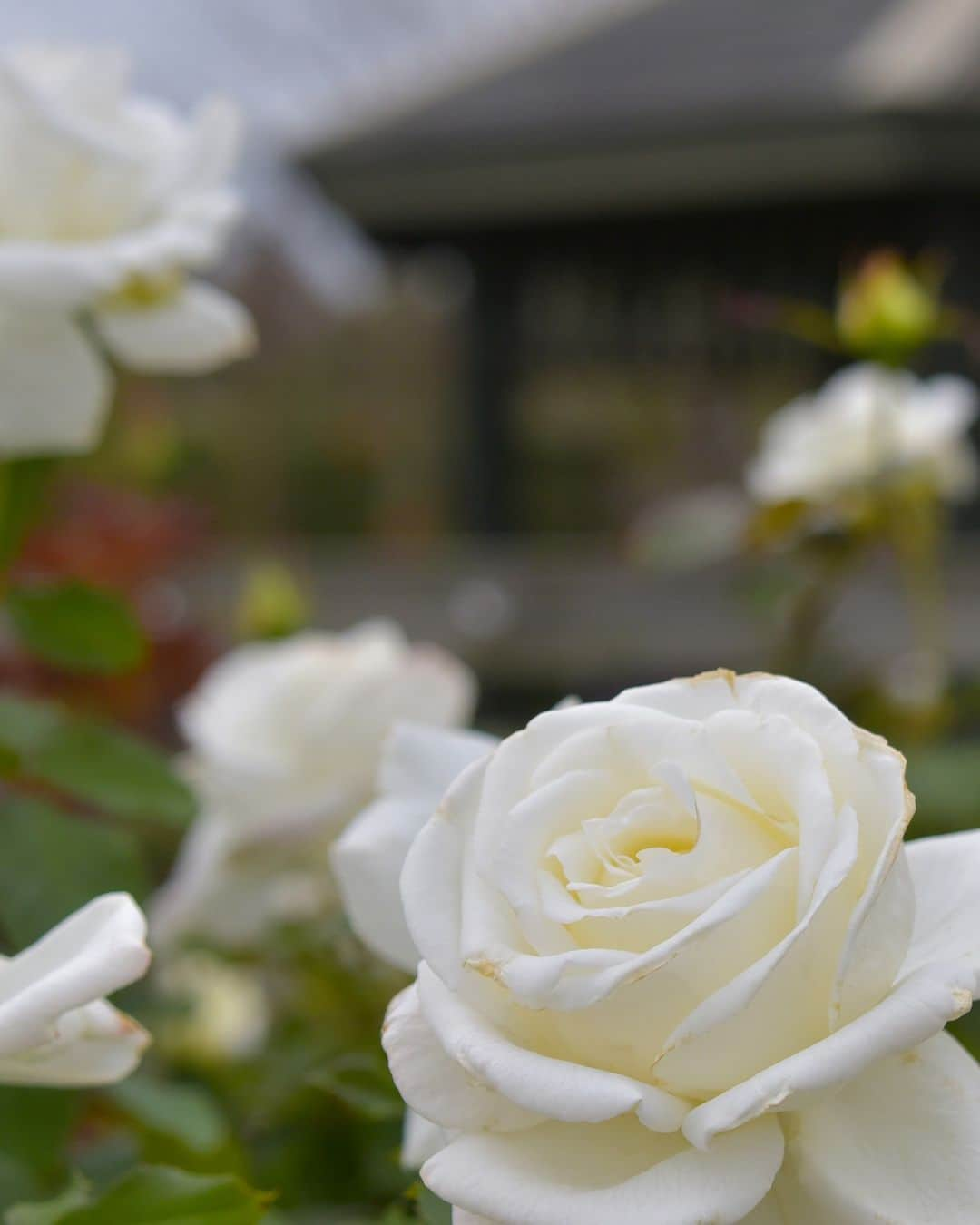 平塚市さんのインスタグラム写真 - (平塚市Instagram)「秋のバラ、第３弾は花菜ガーデンで🌹 色とりどりのバラがまだまだ咲き続いています😊  花菜ガーデンのローズフェスティバルは11月5日まで開催中✨ 11月3日から11月30日の日没～閉園の時間帯で「夕暮れのバラ園」も開催されます！ ぜひお立ち寄りください🌹  ※詳しくは花菜ガーデンのウェブをご覧ください！  #手をつなぎたくなる街 #hiratsukagood #hiratsuka　#平塚 #kanagawaphotoclub　#instaflower #バラ　#薔薇　#秋バラ　#秋薔薇 #花菜ガーデン　#花好きな人と繋がりたい　 #花スタグラム　#フォトスポット #秋　#秋の訪れ　#お出かけ　#秋の庭 #今日もお疲れ様でした #instagramjapan　#igersjp　#japanphoto #dslr　#camera　#bestjapanpics」11月1日 17時00分 - hiratsukagood