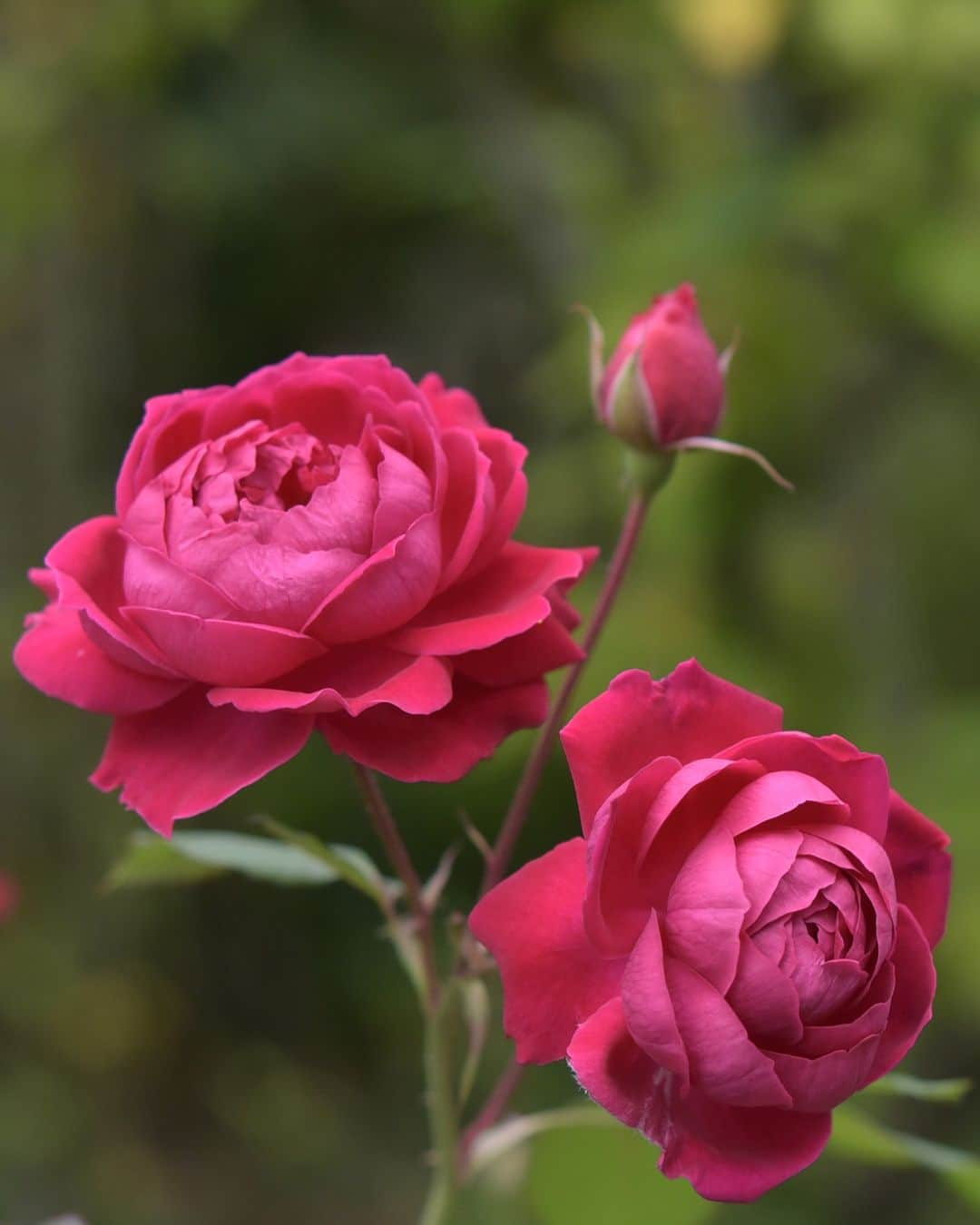 平塚市さんのインスタグラム写真 - (平塚市Instagram)「秋のバラ、第３弾は花菜ガーデンで🌹 色とりどりのバラがまだまだ咲き続いています😊  花菜ガーデンのローズフェスティバルは11月5日まで開催中✨ 11月3日から11月30日の日没～閉園の時間帯で「夕暮れのバラ園」も開催されます！ ぜひお立ち寄りください🌹  ※詳しくは花菜ガーデンのウェブをご覧ください！  #手をつなぎたくなる街 #hiratsukagood #hiratsuka　#平塚 #kanagawaphotoclub　#instaflower #バラ　#薔薇　#秋バラ　#秋薔薇 #花菜ガーデン　#花好きな人と繋がりたい　 #花スタグラム　#フォトスポット #秋　#秋の訪れ　#お出かけ　#秋の庭 #今日もお疲れ様でした #instagramjapan　#igersjp　#japanphoto #dslr　#camera　#bestjapanpics」11月1日 17時00分 - hiratsukagood