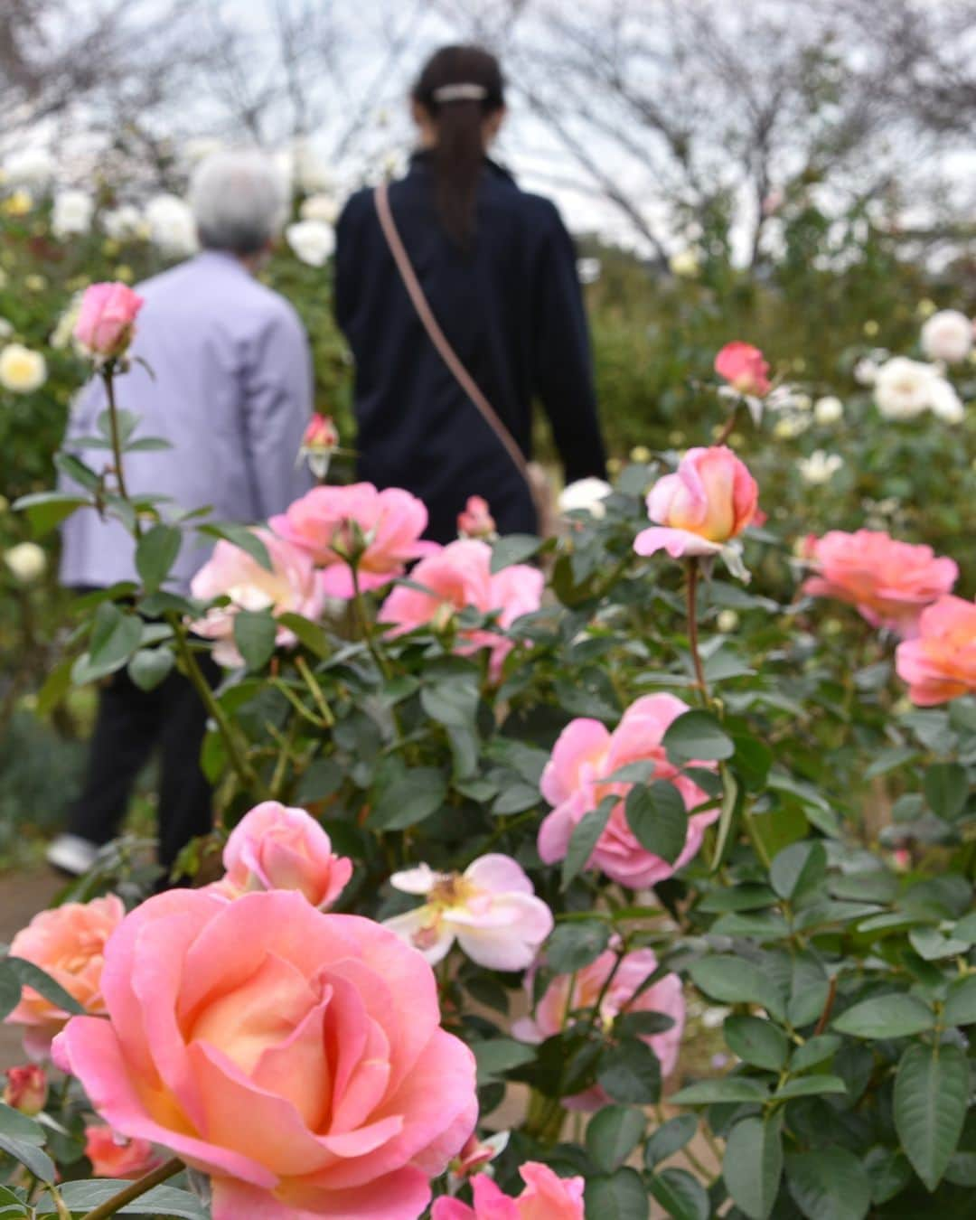 平塚市さんのインスタグラム写真 - (平塚市Instagram)「秋のバラ、第３弾は花菜ガーデンで🌹 色とりどりのバラがまだまだ咲き続いています😊  花菜ガーデンのローズフェスティバルは11月5日まで開催中✨ 11月3日から11月30日の日没～閉園の時間帯で「夕暮れのバラ園」も開催されます！ ぜひお立ち寄りください🌹  ※詳しくは花菜ガーデンのウェブをご覧ください！  #手をつなぎたくなる街 #hiratsukagood #hiratsuka　#平塚 #kanagawaphotoclub　#instaflower #バラ　#薔薇　#秋バラ　#秋薔薇 #花菜ガーデン　#花好きな人と繋がりたい　 #花スタグラム　#フォトスポット #秋　#秋の訪れ　#お出かけ　#秋の庭 #今日もお疲れ様でした #instagramjapan　#igersjp　#japanphoto #dslr　#camera　#bestjapanpics」11月1日 17時00分 - hiratsukagood