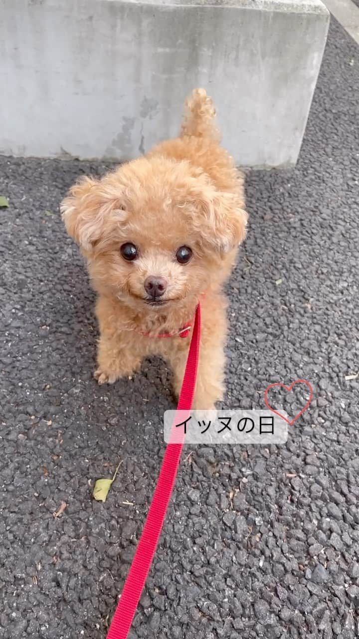 ふわのインスタグラム：「本日は犬の日。 わんわんわん。 うれしくてプルプルです。  プルプルしてるのおやつが目の前にありうれしくてプルプルしております。  #toypoodle#toypoodlegram#dogsofinstagram#instadog#doglover#doglife#dog#fuwamama#ふわ#トイプードル#ふわもこ部#犬バカ部#親バカ部#犬のいる暮らし#いぬすたぐらむ#犬の日」