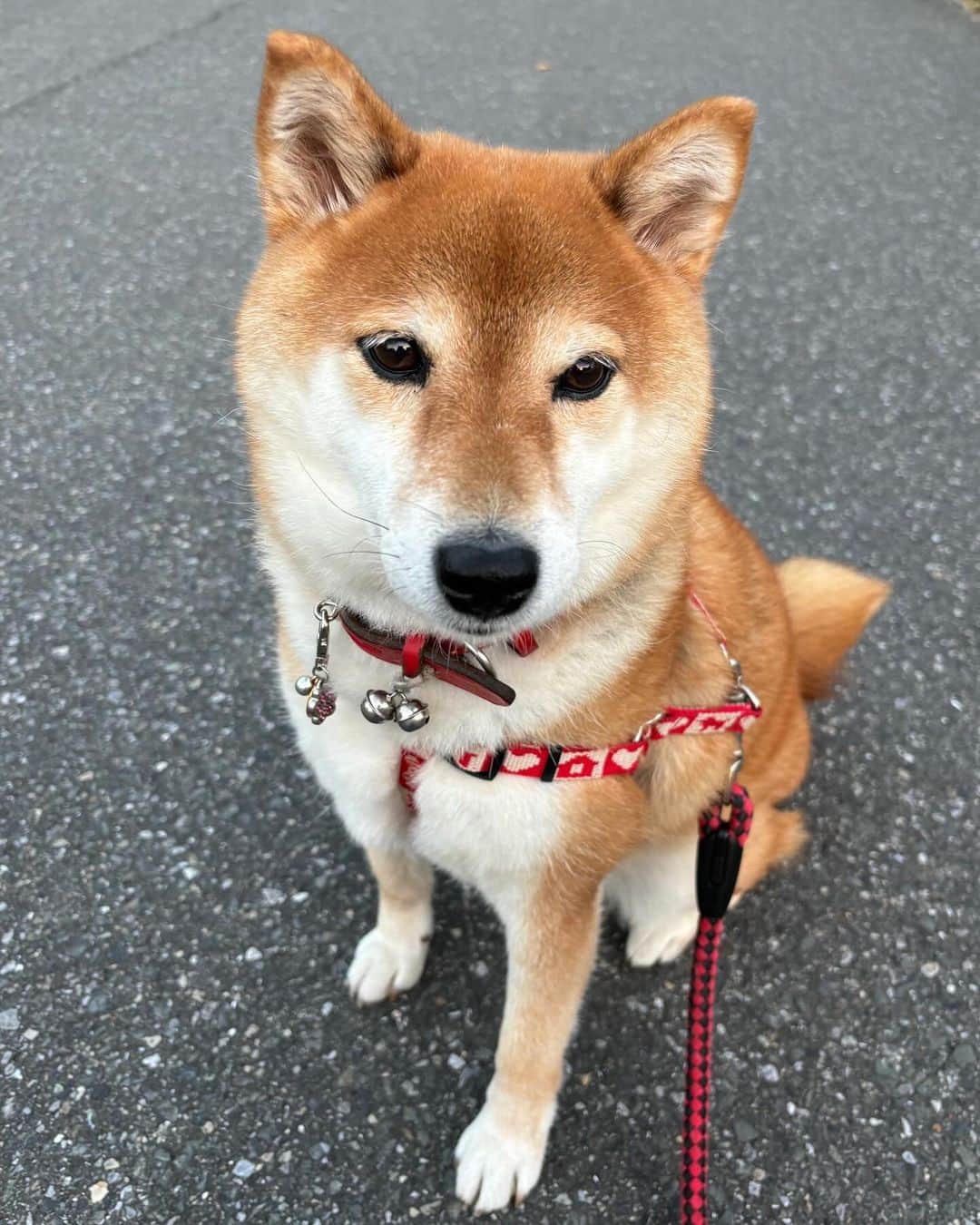 のインスタグラム：「#犬の日　にお散歩してたら お野菜沢山頂いた😳🎶」