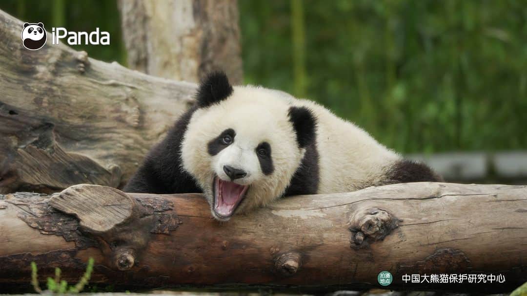 iPandaさんのインスタグラム写真 - (iPandaInstagram)「Baby panda’s yawning is contagious and makes you feel like yawning too. 🐼 🐼 🐼 #Panda #iPanda #Cute #PandaPic #CCRCGP  For more panda information, please check out: https://en.ipanda.com」11月1日 17時30分 - ipandachannel