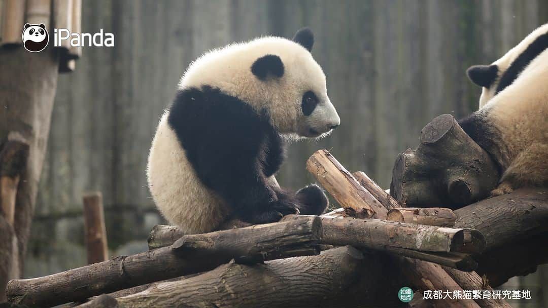 iPandaさんのインスタグラム写真 - (iPandaInstagram)「Who is that energetic baby panda playing on the wooden frame? (Bei Xia) 🐼 🐼 🐼 #Panda #iPanda #Cute #PandaPic #ChengduPandaBase  For more panda information, please check out: https://en.ipanda.com」11月1日 17時30分 - ipandachannel