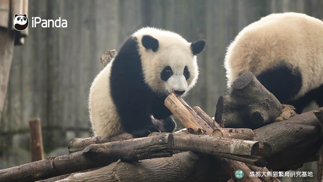 iPandaさんのインスタグラム写真 - (iPandaInstagram)「Who is that energetic baby panda playing on the wooden frame? (Bei Xia) 🐼 🐼 🐼 #Panda #iPanda #Cute #PandaPic #ChengduPandaBase  For more panda information, please check out: https://en.ipanda.com」11月1日 17時30分 - ipandachannel