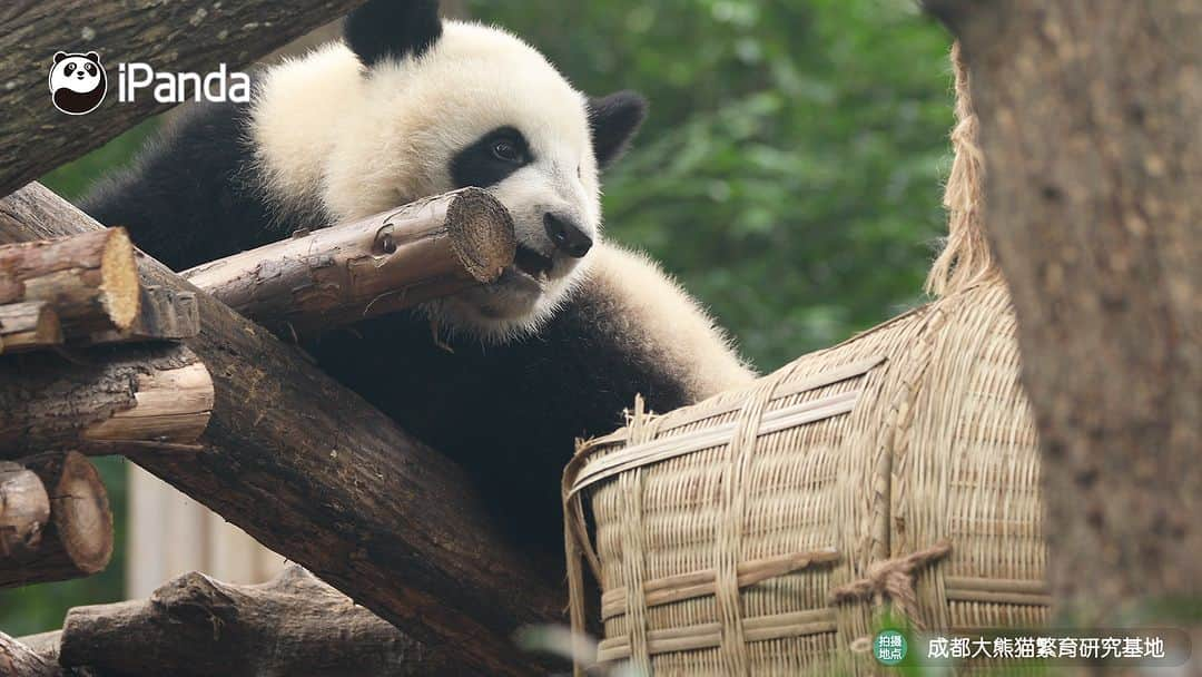 iPandaさんのインスタグラム写真 - (iPandaInstagram)「Who is that energetic baby panda playing on the wooden frame? (Bei Xia) 🐼 🐼 🐼 #Panda #iPanda #Cute #PandaPic #ChengduPandaBase  For more panda information, please check out: https://en.ipanda.com」11月1日 17時30分 - ipandachannel