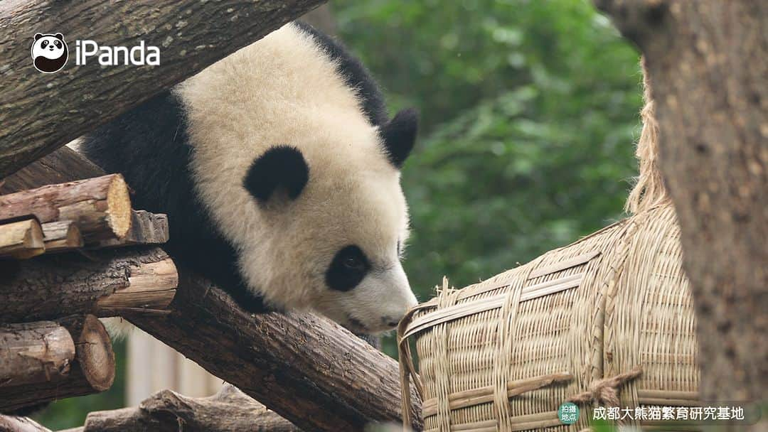 iPandaさんのインスタグラム写真 - (iPandaInstagram)「Who is that energetic baby panda playing on the wooden frame? (Bei Xia) 🐼 🐼 🐼 #Panda #iPanda #Cute #PandaPic #ChengduPandaBase  For more panda information, please check out: https://en.ipanda.com」11月1日 17時30分 - ipandachannel