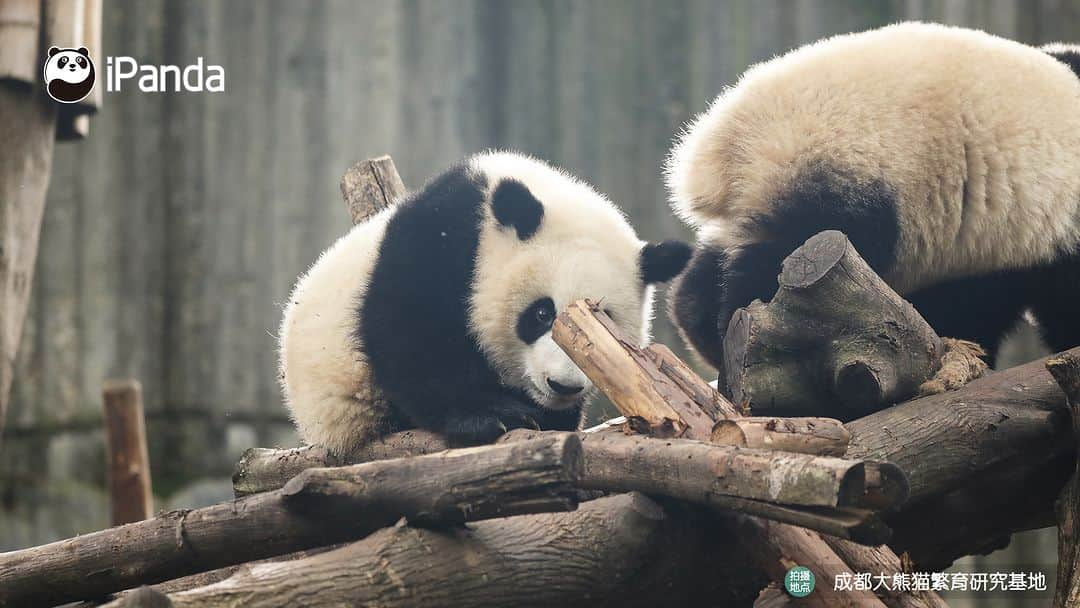 iPandaさんのインスタグラム写真 - (iPandaInstagram)「Who is that energetic baby panda playing on the wooden frame? (Bei Xia) 🐼 🐼 🐼 #Panda #iPanda #Cute #PandaPic #ChengduPandaBase  For more panda information, please check out: https://en.ipanda.com」11月1日 17時30分 - ipandachannel