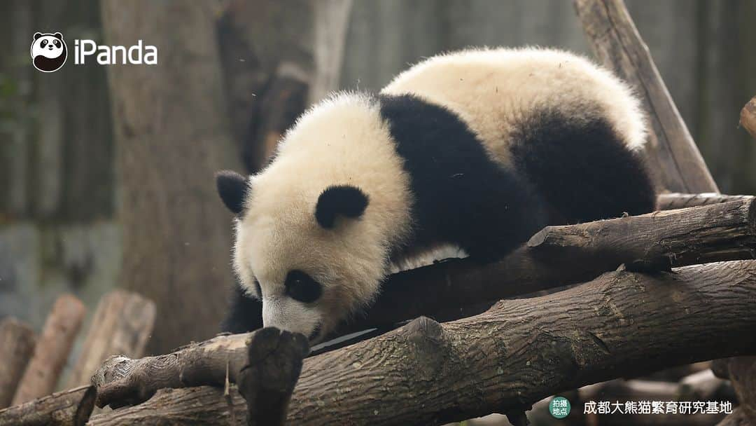 iPandaさんのインスタグラム写真 - (iPandaInstagram)「Who is that energetic baby panda playing on the wooden frame? (Bei Xia) 🐼 🐼 🐼 #Panda #iPanda #Cute #PandaPic #ChengduPandaBase  For more panda information, please check out: https://en.ipanda.com」11月1日 17時30分 - ipandachannel