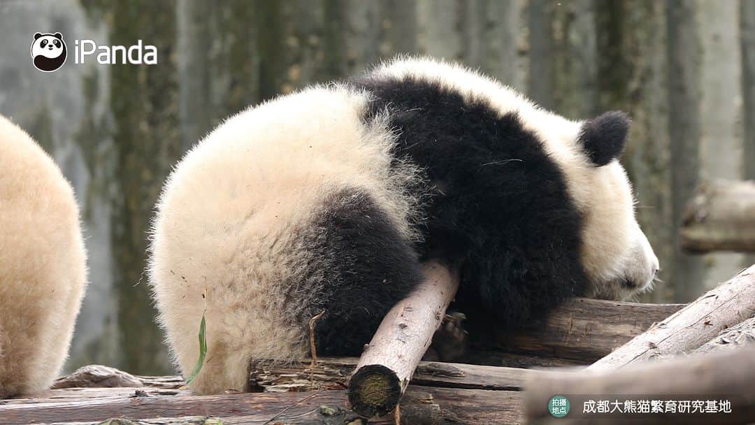 iPandaさんのインスタグラム写真 - (iPandaInstagram)「Who is that energetic baby panda playing on the wooden frame? (Bei Xia) 🐼 🐼 🐼 #Panda #iPanda #Cute #PandaPic #ChengduPandaBase  For more panda information, please check out: https://en.ipanda.com」11月1日 17時30分 - ipandachannel