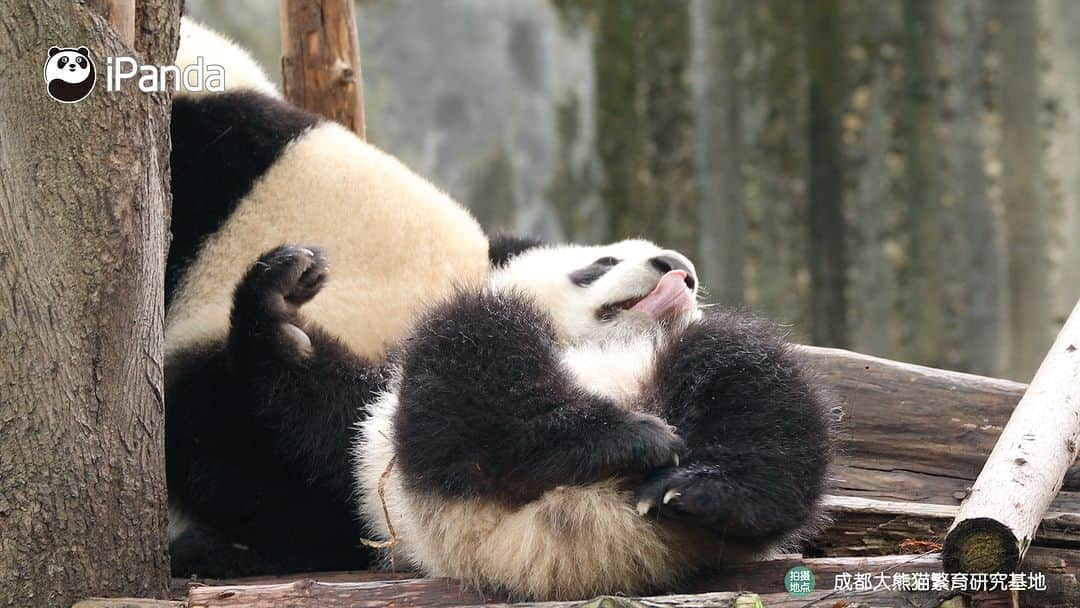 iPandaさんのインスタグラム写真 - (iPandaInstagram)「Who is that energetic baby panda playing on the wooden frame? (Bei Xia) 🐼 🐼 🐼 #Panda #iPanda #Cute #PandaPic #ChengduPandaBase  For more panda information, please check out: https://en.ipanda.com」11月1日 17時30分 - ipandachannel