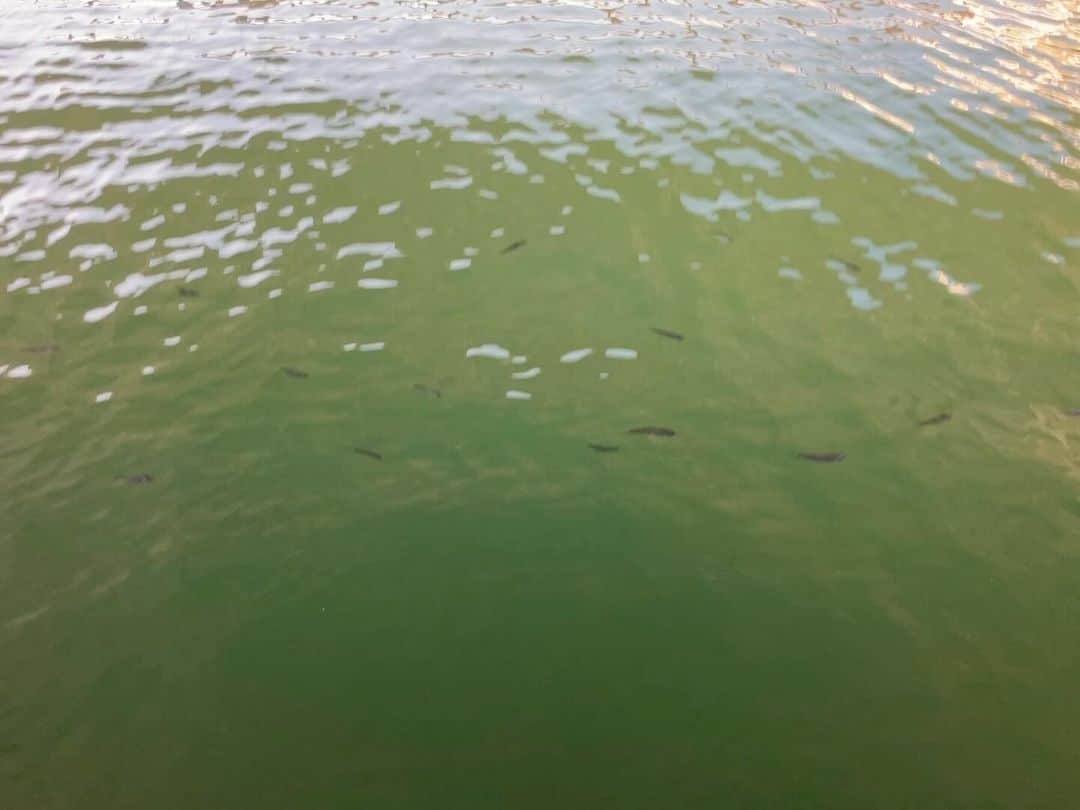のインスタグラム：「シリーズ魚影」