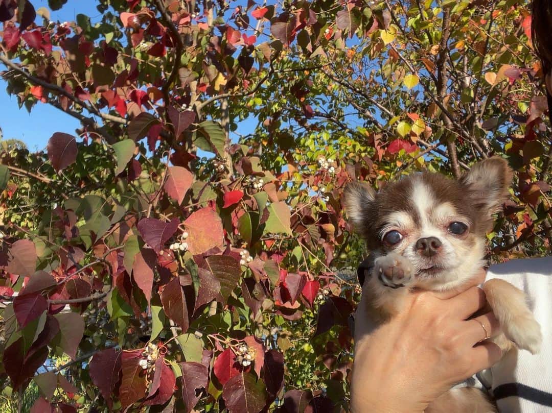 kotaro45のインスタグラム：「2023.11.1 (水)  今日もおさんぽ行ってきたよ 最近体調よくて嬉しいなー♡  #コタさんぽ」