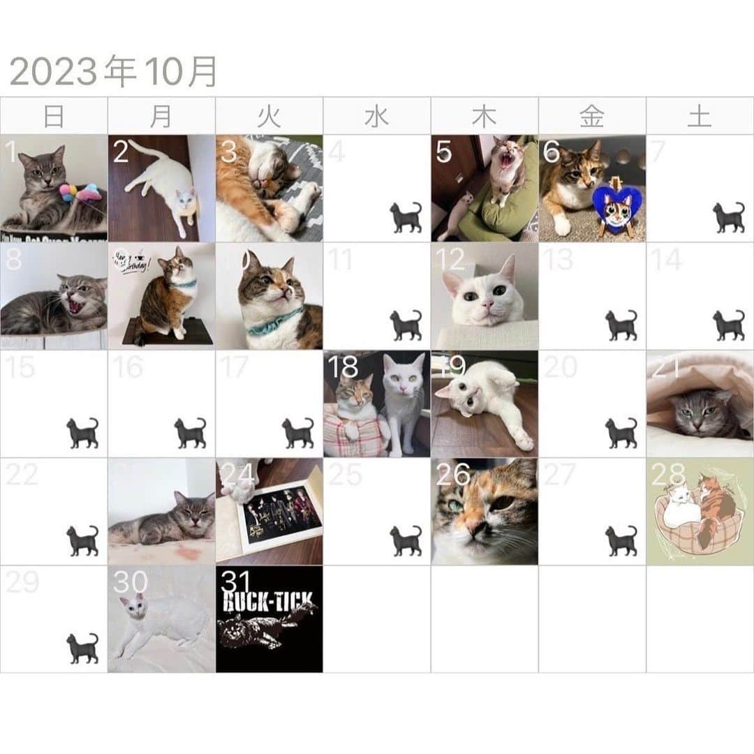 marikill66のインスタグラム：「🔟🗓🐱🐱🐱🖤🖤🖤 * * #cat #catstagram #catsofinstagram #catoftheday #instacat #marikill66 #marikill66_2023 #marikill66_10 #2023年10月」