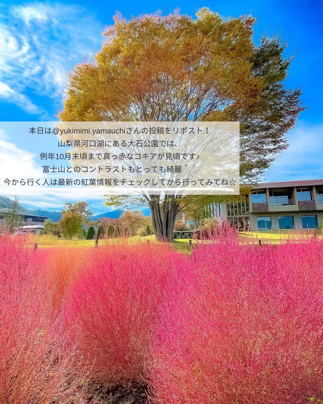 タビジョさんのインスタグラム写真 - (タビジョInstagram)「他のスポットはここから👉@tabi_jyo  山梨県『大石公園』  本日の #タビジョ は ／ @yukimimi.yamauchi さんの投稿をシェア💛💙 ＼  ☻︎☻︎✈︎✈︎✈︎✈︎✈︎✈︎✈︎✈︎✈︎✈︎☻︎☻︎  本日は @yukimimi.yamauchi さんの投稿をリポスト🤍 山梨県河口湖にある大石公園では、 例年10月末頃まで真っ赤なコキアが見頃です😊 富士山とのコントラストもとっても綺麗☺️ 今から行く人は最新の紅葉情報をチェックしてから行ってみてね🫶🍂  ☻︎☻︎✈︎✈︎✈︎✈︎✈︎✈︎✈︎✈︎✈︎✈︎☻︎☻︎  @tabi_jyo アカウントでは旅先の新たな魅力を発信中✨ スポットや写真の撮り方の参考におすすめ💛 レポーター募集などはアカウントから配信しているよ👭 気になる方はフォローしてね🫶  #タビジョ #旅行 #tabijyo #国内旅行 #tabijyomap_japan #山梨旅行 #山梨県 #河口湖 #大石公園 #コキア #紅葉 #紅葉狩り #富士山」11月1日 18時00分 - tabi_jyo