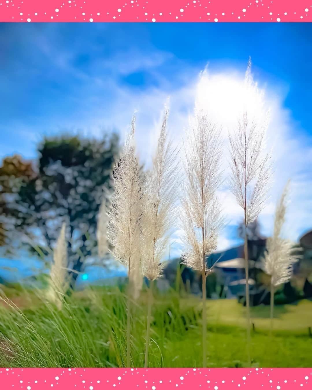 タビジョさんのインスタグラム写真 - (タビジョInstagram)「他のスポットはここから👉@tabi_jyo  山梨県『大石公園』  本日の #タビジョ は ／ @yukimimi.yamauchi さんの投稿をシェア💛💙 ＼  ☻︎☻︎✈︎✈︎✈︎✈︎✈︎✈︎✈︎✈︎✈︎✈︎☻︎☻︎  本日は @yukimimi.yamauchi さんの投稿をリポスト🤍 山梨県河口湖にある大石公園では、 例年10月末頃まで真っ赤なコキアが見頃です😊 富士山とのコントラストもとっても綺麗☺️ 今から行く人は最新の紅葉情報をチェックしてから行ってみてね🫶🍂  ☻︎☻︎✈︎✈︎✈︎✈︎✈︎✈︎✈︎✈︎✈︎✈︎☻︎☻︎  @tabi_jyo アカウントでは旅先の新たな魅力を発信中✨ スポットや写真の撮り方の参考におすすめ💛 レポーター募集などはアカウントから配信しているよ👭 気になる方はフォローしてね🫶  #タビジョ #旅行 #tabijyo #国内旅行 #tabijyomap_japan #山梨旅行 #山梨県 #河口湖 #大石公園 #コキア #紅葉 #紅葉狩り #富士山」11月1日 18時00分 - tabi_jyo