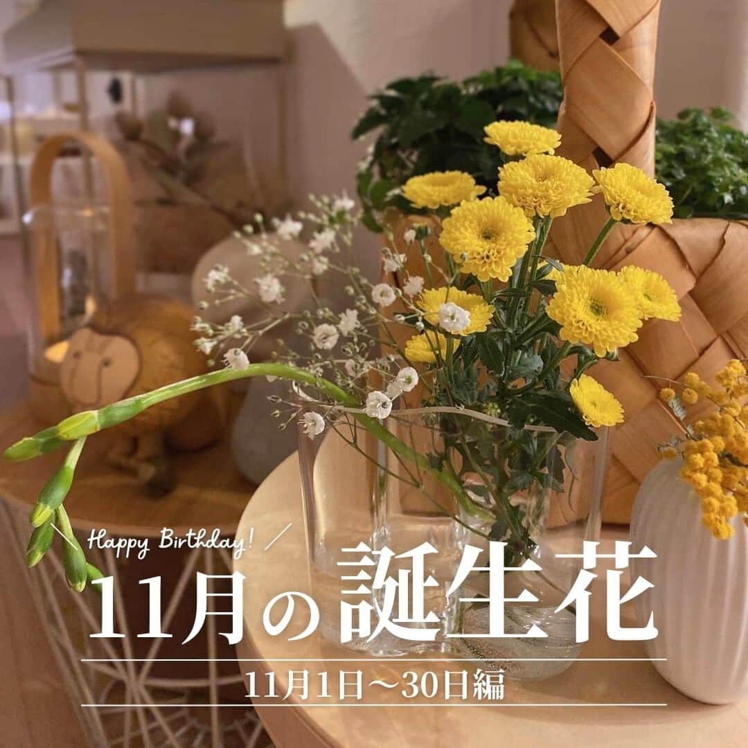 Bloomee LIFEのインスタグラム：「． 11月の誕生花🌼  11月生まれのみなさま お誕生日おめでとうございます🎊  ーーーーーーーーーーーーーーーー 11月が誕生日の方はコメントで 教えてくださいね✨ お祝いさせていただきます👏 ーーーーーーーーーーーーーーーー  お花には素敵な「花言葉」があり、 知っているとお花に対してより愛着がわきますね💐  ぜひ、誕生花をチェックしてみてください👀  ーーーーーーーーーーーーーーーー  お花が届いたら『 #ブルーミー 』 をつけて投稿してみてください📸  ほかの投稿は @bloomee でチェック👀🌹  #bloomee #お花の定期便 #お花のサブスク #花部 #花写真 #花を楽しむ #花が好き #花好きな人と繋がりたい  #お花のある暮らし #花のある生活 #花のある生活が好き #花を飾る  #暮らしを楽しむ #丁寧な暮らし #豊かな暮らし #インテリアフラワー #フラワーインテリア #ナチュラルインテリア #誕生花 #花言葉 #今日の花言葉 #シクラメン」