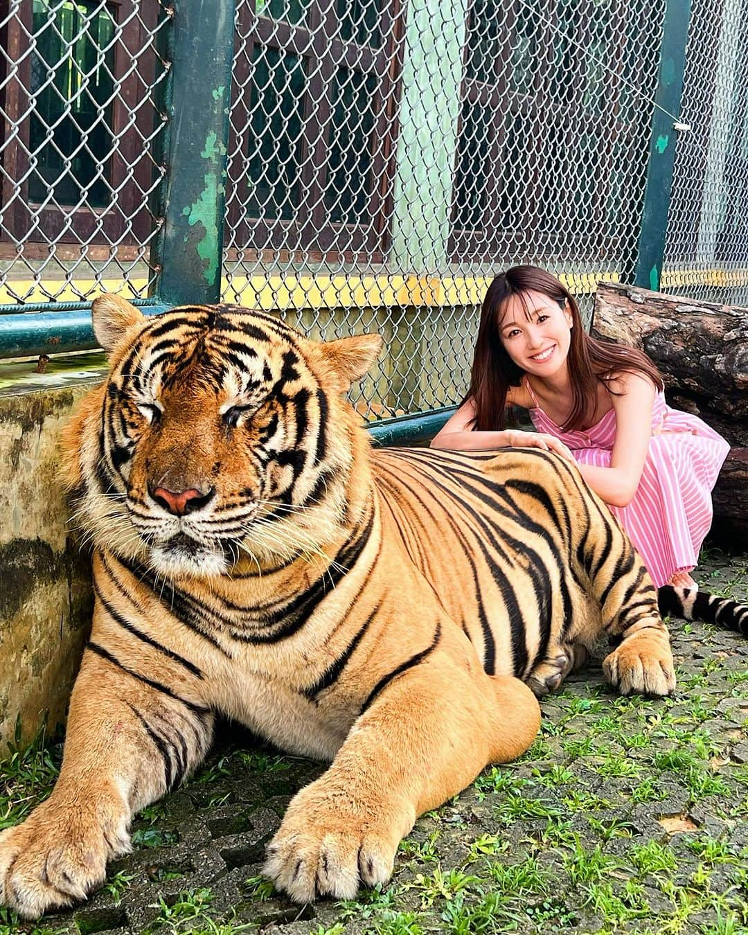 松中みなみのインスタグラム：「Phuket旅行🏖️ Day1♡  タイガーキングダムで恐る恐るトラの背後で記念写真撮ってきたよ🐅❤️‍🔥  📍@tigerkingdom_phuket   思ったよりしっかりトラ柄なんだっ！！！←当たり前?笑  阪神ファンの人にはぜひ ユニフォーム着て撮って欲しいな〜って思ったよ😚  あっ✨阪神ファンのみなさまっタイガース優勝おめでとう🐯🎉 59年ぶりの関西対決の日本シリーズ、 見逃しで３戦昨日観たんだけどすごーく良い試合すぎて👏✨ 今夜はゆっくり観る〜⚾️♪  #プーケット旅行 #タイ旅行 #プーケット観光  #タイガーキングダム #阪神タイガース🐯 #優勝おめでとう  #phukettrip #phukettravel #tigerkingdomphuket #tigerkingdom」