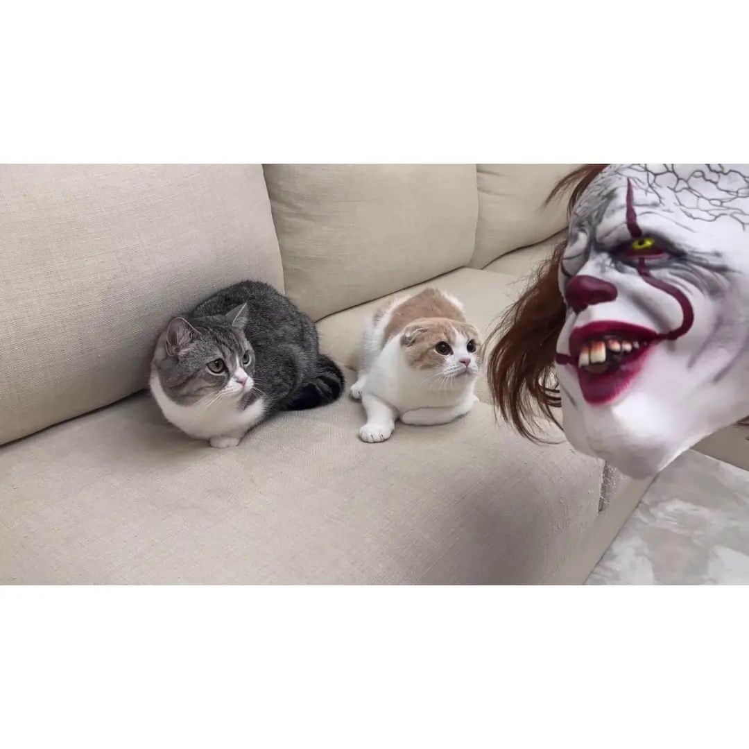 もちまるさんのインスタグラム写真 - (もちまるInstagram)「お化けの仮面で変装してみたら猫たちの反応がかわいすぎましたwww」11月1日 18時00分 - catmotimaru