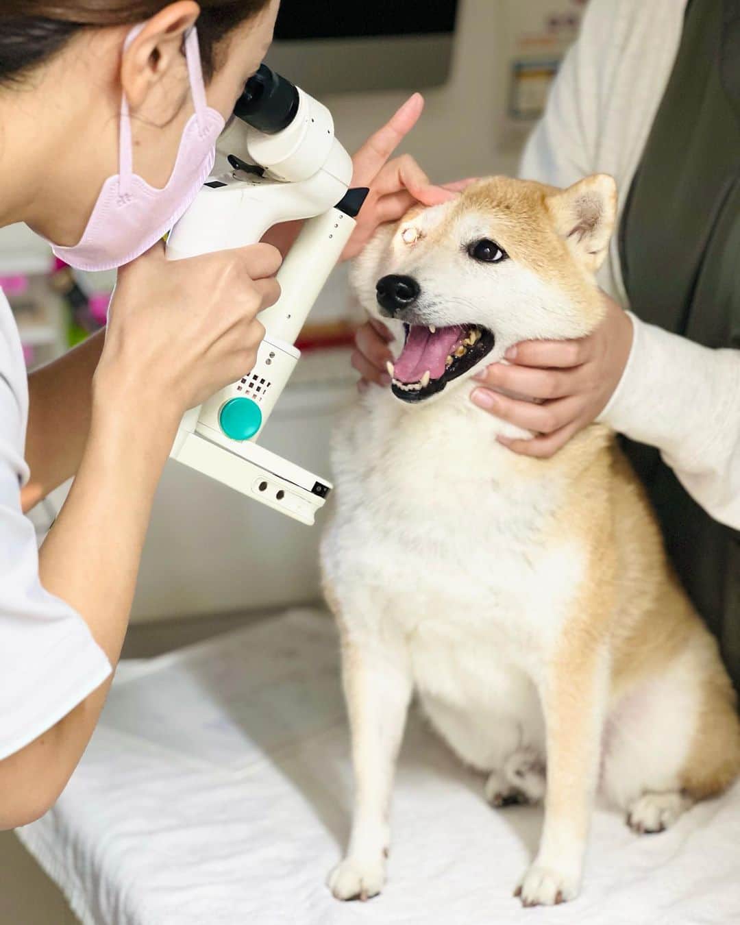 だいふくさんのインスタグラム写真 - (だいふくInstagram)「11/1はなんとパパの誕生日じゃなくて……いや、本当なんだけども、それではなくて、大事な告知があるんだよ。声を大にして言うよ「犬の日」だよ！！！！🐶 犬についての正しい知識を身につけてかわいがる日🐕🐾🐾ということで、それにちなんで毎年恒例の『ペットの健康診断』を受けてきたよ。 だいふくももう、10歳だからね💦毎年の健康診断は欠かせないんだ。だいふくが受けてる、team HOPE健診は病気の早期発見のために8つの診断項目を設けてるから今後の健康管理に役立てられるんだ😉 　今ならキャンペーン参加病院🏥でteam HOPE健診🩺を受けるとフードサンプル(10袋入りパック)が11月いっぱいまでもらえるよ✨✨ 　対象病院など詳細は是非、特設サイトを要 check it out you!!だよー🔍 　わんこも人もともに健康管理をして、ともによく長く暮らしていこうね😊🌸 　特設サイト👉 https://teamhope-f.jp/1013 #PR #teamhope #teamhope健康診断 #犬の健康診断 #犬の日」11月1日 18時09分 - daifuku_channel