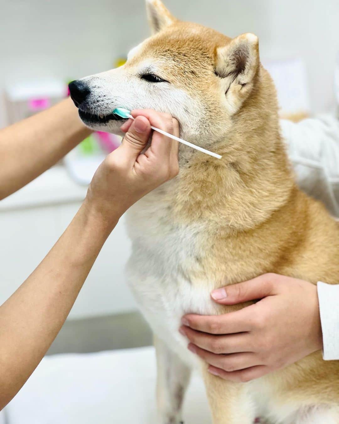だいふくさんのインスタグラム写真 - (だいふくInstagram)「11/1はなんとパパの誕生日じゃなくて……いや、本当なんだけども、それではなくて、大事な告知があるんだよ。声を大にして言うよ「犬の日」だよ！！！！🐶 犬についての正しい知識を身につけてかわいがる日🐕🐾🐾ということで、それにちなんで毎年恒例の『ペットの健康診断』を受けてきたよ。 だいふくももう、10歳だからね💦毎年の健康診断は欠かせないんだ。だいふくが受けてる、team HOPE健診は病気の早期発見のために8つの診断項目を設けてるから今後の健康管理に役立てられるんだ😉 　今ならキャンペーン参加病院🏥でteam HOPE健診🩺を受けるとフードサンプル(10袋入りパック)が11月いっぱいまでもらえるよ✨✨ 　対象病院など詳細は是非、特設サイトを要 check it out you!!だよー🔍 　わんこも人もともに健康管理をして、ともによく長く暮らしていこうね😊🌸 　特設サイト👉 https://teamhope-f.jp/1013 #PR #teamhope #teamhope健康診断 #犬の健康診断 #犬の日」11月1日 18時09分 - daifuku_channel