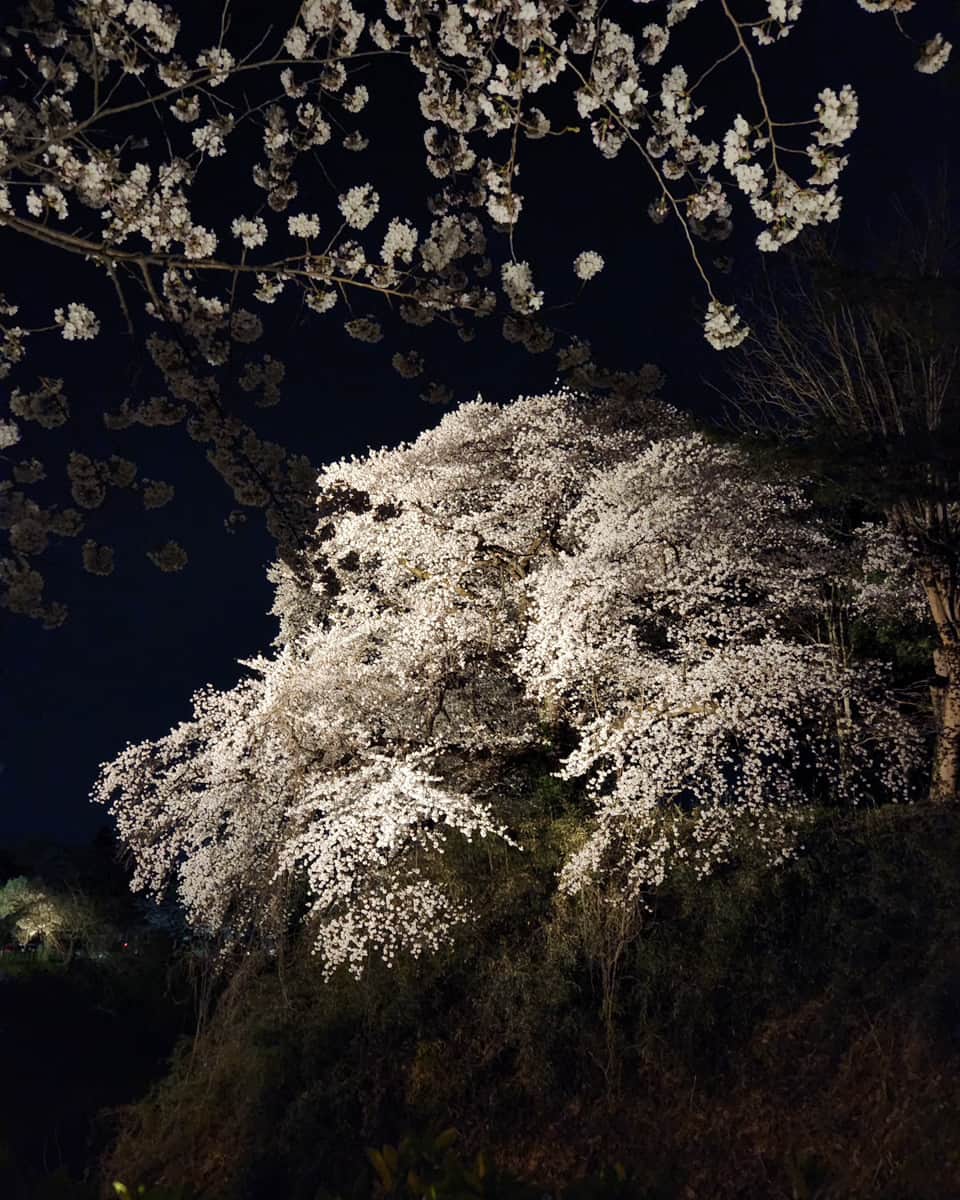 Galaxy Mobile Japanのインスタグラム：「幻想的な夜桜に、目を惹かれる1枚🌸 Galaxy のカメラなら、深い夜のコントラストも鮮明に撮影することができます📸  本投稿では Galaxy Best Shotコンテストの受賞作品をご紹介。 皆さまも #withGalaxy で投稿してみてくださいね💛  ステキなお写真をお待ちしております😊  #Galaxyのある生活 #Galaxy #Galaxy好き #誰かに見せたい風景 #写真好きな人と繋がりたい #キリトリセカイ #写真で伝えたい私の世界 #カメラ越しの私の世界 #スマホ #スマホカメラ #スマホ写真」