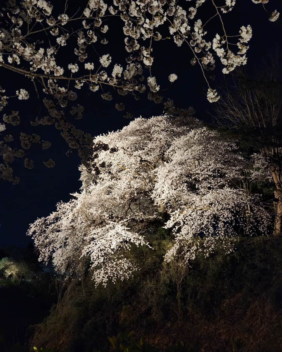 Galaxy Mobile Japanさんのインスタグラム写真 - (Galaxy Mobile JapanInstagram)「幻想的な夜桜に、目を惹かれる1枚🌸 Galaxy のカメラなら、深い夜のコントラストも鮮明に撮影することができます📸  本投稿では Galaxy Best Shotコンテストの受賞作品をご紹介。 皆さまも #withGalaxy で投稿してみてくださいね💛  ステキなお写真をお待ちしております😊  #Galaxyのある生活 #Galaxy #Galaxy好き #誰かに見せたい風景 #写真好きな人と繋がりたい #キリトリセカイ #写真で伝えたい私の世界 #カメラ越しの私の世界 #スマホ #スマホカメラ #スマホ写真」11月2日 18時00分 - samsungjpn