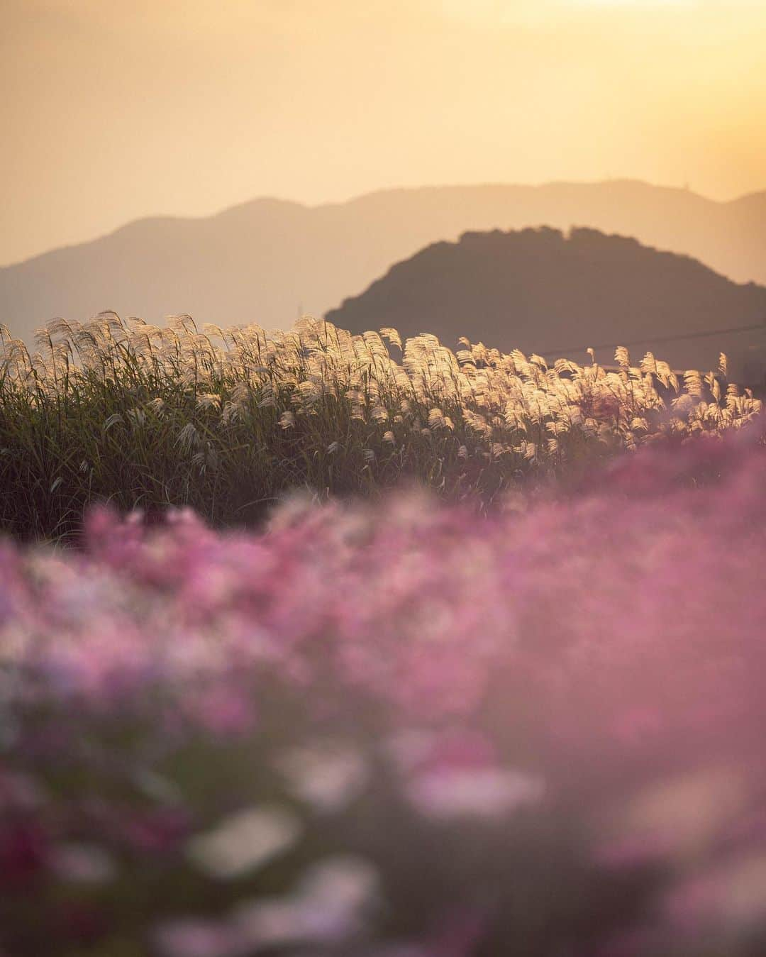 田津原理音さんのインスタグラム写真 - (田津原理音Instagram)「今年は夕暮れのコスモススキです！  date:2023.10.26 location:nara #冬場に家から知らんがななこと言って出ていく奴 #写真と一言 #広がり同盟  #写真を止めるな #私は奈良派 #はなまっぷ #花のある風景  #japan_city_blues #myjapan #jalan_travel #ptk_japan #retrip_nippon #raw_community #jp_gallery #sorakataphoto #s_shot #tokyocameraclub #love_bestjapan #photogram_archive #japaoonline #nipponpic #total_japan #sunsetphotography #japan_bestpic_ #japan_great_view #best_photo_japan #art_of_japan_ #nipponpic #as_archive2023 #eosr5 #rf70200f28lisusm」11月1日 18時25分 - rion_tadzuhara