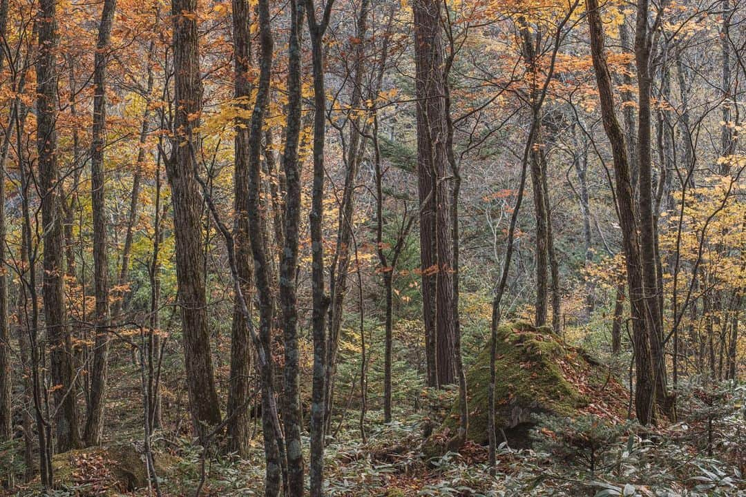 Nanaさんのインスタグラム写真 - (NanaInstagram)「autumn colours  #autumnleaves #autumncolors #sonya7iv #splendid_woodlands #moody_nature #beautifulmoments #folkscenery」11月1日 18時31分 - necozalenky_life