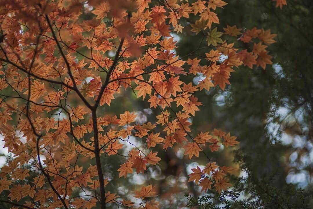 Nanaさんのインスタグラム写真 - (NanaInstagram)「autumn colours  #autumnleaves #autumncolors #sonya7iv #splendid_woodlands #moody_nature #beautifulmoments #folkscenery」11月1日 18時31分 - necozalenky_life