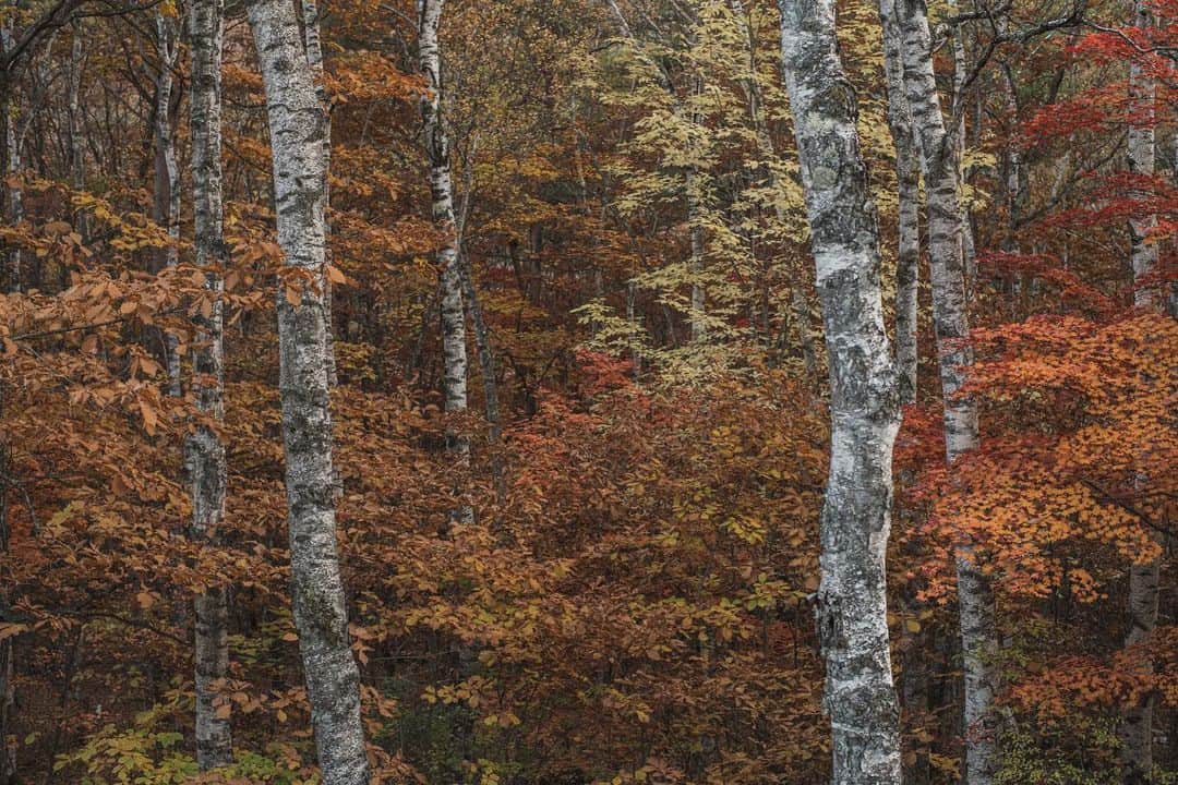 Nanaさんのインスタグラム写真 - (NanaInstagram)「autumn colours  #autumnleaves #autumncolors #sonya7iv #splendid_woodlands #moody_nature #beautifulmoments #folkscenery」11月1日 18時31分 - necozalenky_life