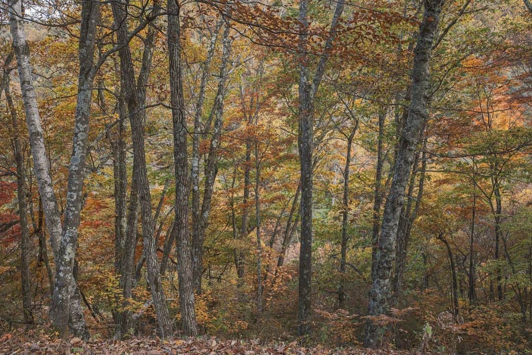 Nanaさんのインスタグラム写真 - (NanaInstagram)「autumn colours  #autumnleaves #autumncolors #sonya7iv #splendid_woodlands #moody_nature #beautifulmoments #folkscenery」11月1日 18時31分 - necozalenky_life