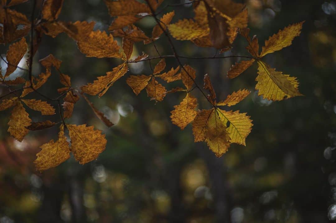 Nanaのインスタグラム：「autumn colours  #autumnleaves #autumncolors #sonya7iv #splendid_woodlands #moody_nature #beautifulmoments #folkscenery」