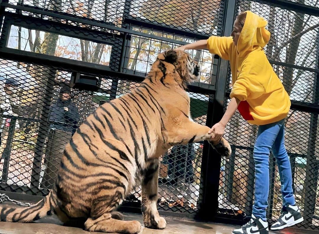 渡邊水希のインスタグラム：「↩︎↩︎✖︎2📸🎥 Winnie-thePooh & Tiggerの愉快な1日🧸🐯☀️ 🐯てぃーちゃんと🧞‍♀️みーちゃんのDisneyコラボ🧸🐯🫶 #winniethepooh   &  #tigger  プーさんからの差し入れ🐯🍖 お手🫱☞🍖☞なでなで🫶 🐯🫶 #おりこうしゃん #ノースサファリサッポロ #重鎮 #癒しのマスコット的存在 #日本一優しい虎 #ベンガルトラ #野生動物シンポジウム #希少野生動物 #絶滅危惧種 ※✋🍖は⚠️なので真似しないでください🐯💗    ティガーより🐯💛 #lovetigger  #loveall #ティガと出会ってもうすぐ10年🐯💛 #お嫁さん🐯欲しいなぁ👰‍♀️」